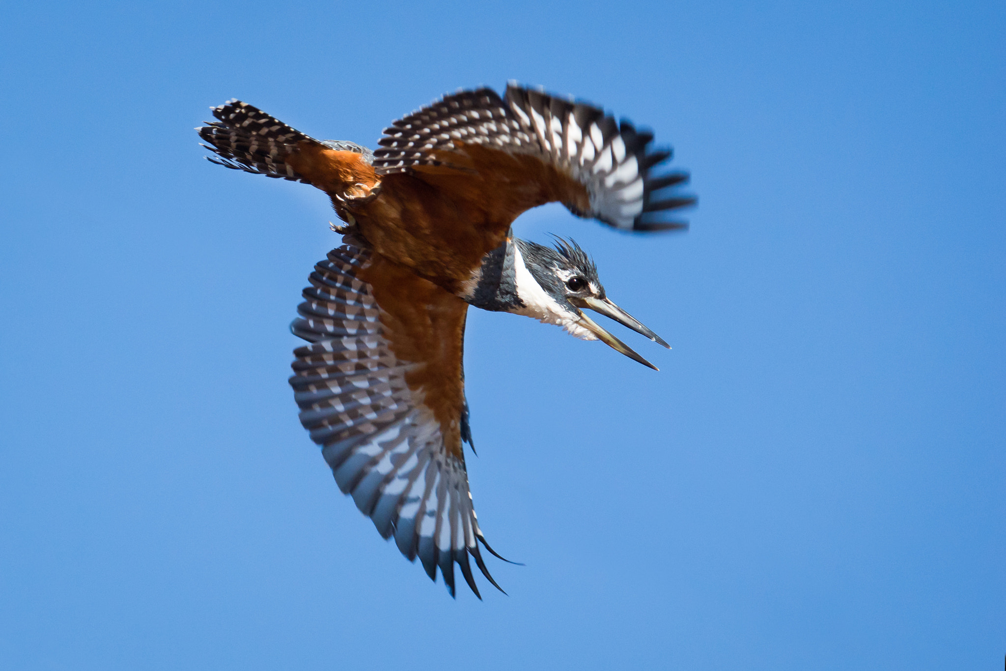 300mm F2.8 G sample photo. Ringed kingfisher photography