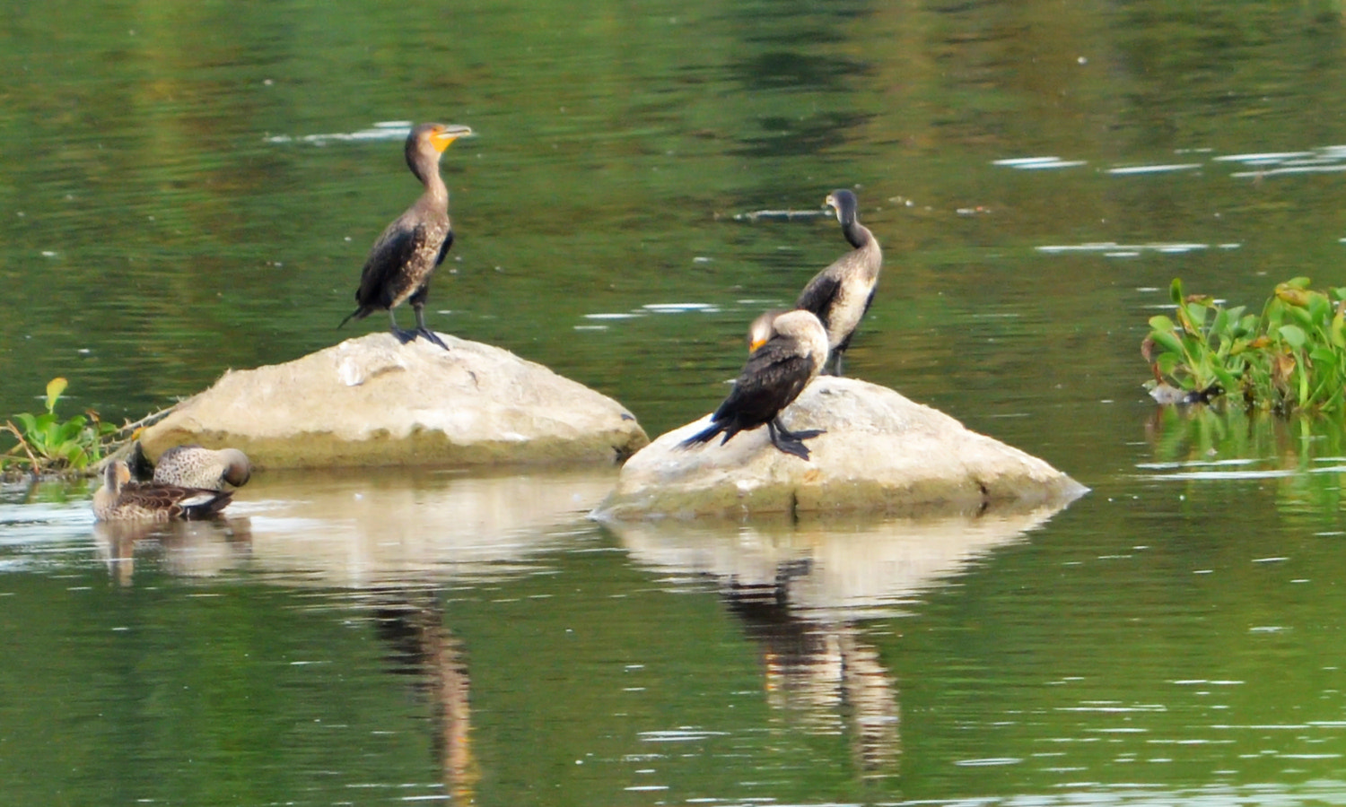 Nikon D5100 + Nikon AF Nikkor 20mm F2.8D sample photo. Cormorants photography