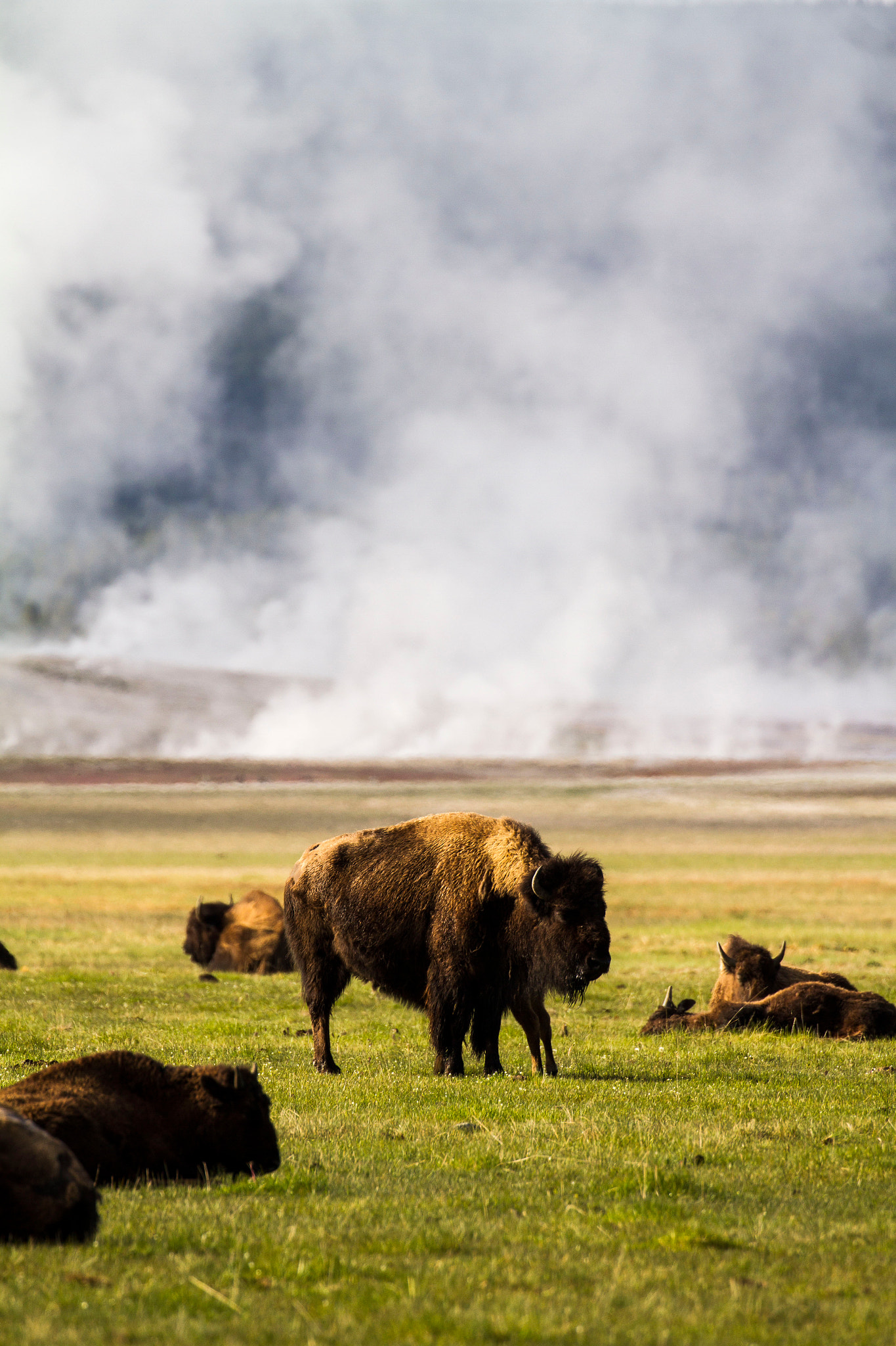 Canon EOS 7D + Canon EF 100-400mm F4.5-5.6L IS II USM sample photo. American bison photography