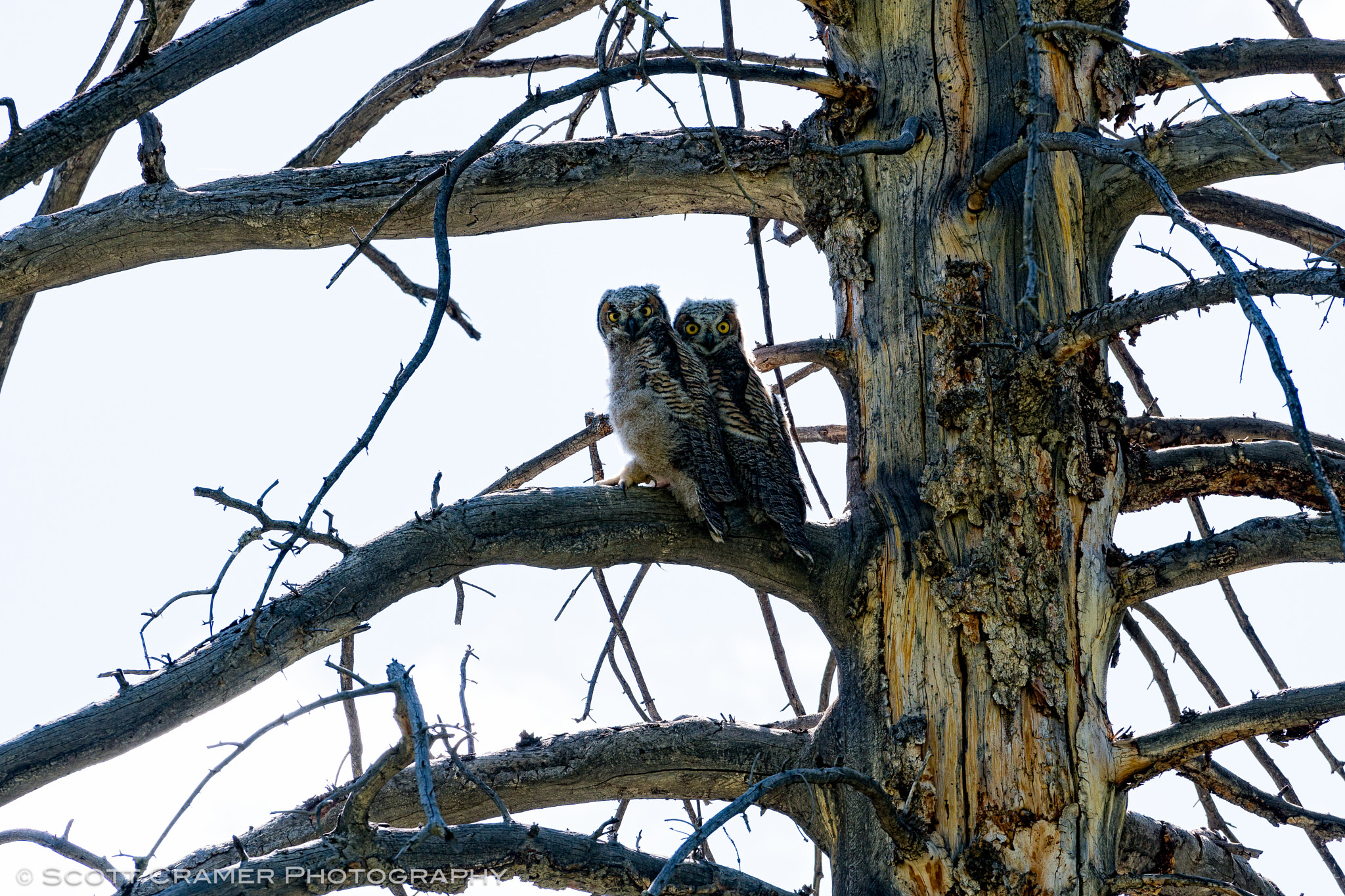 Sony a6300 + Sony FE 70-200mm F4 G OSS sample photo. Baby owls in tree photography