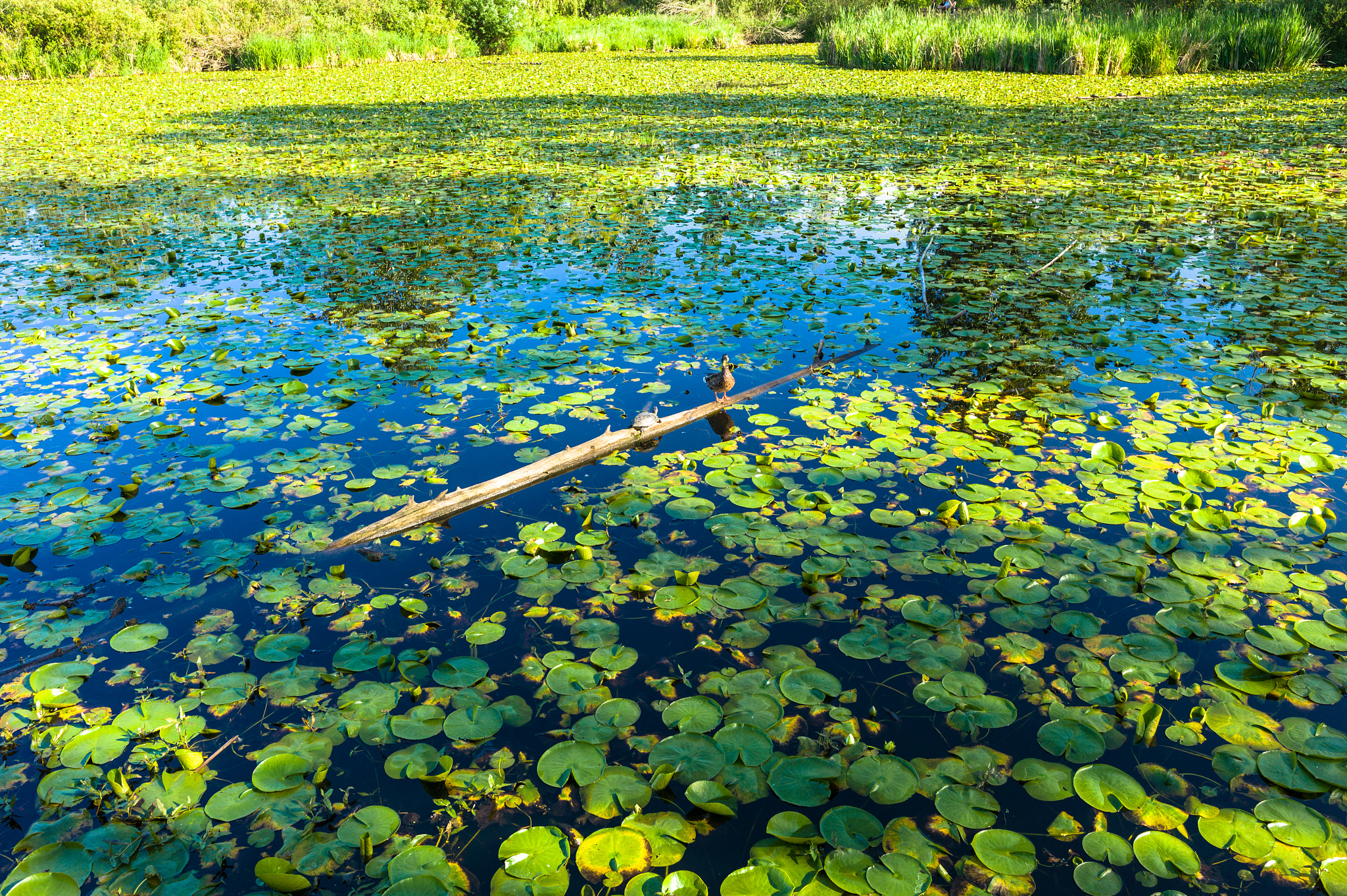 Elmarit-M 28mm f/2.8 (IV) sample photo. Duck and turtle juanita bay photography