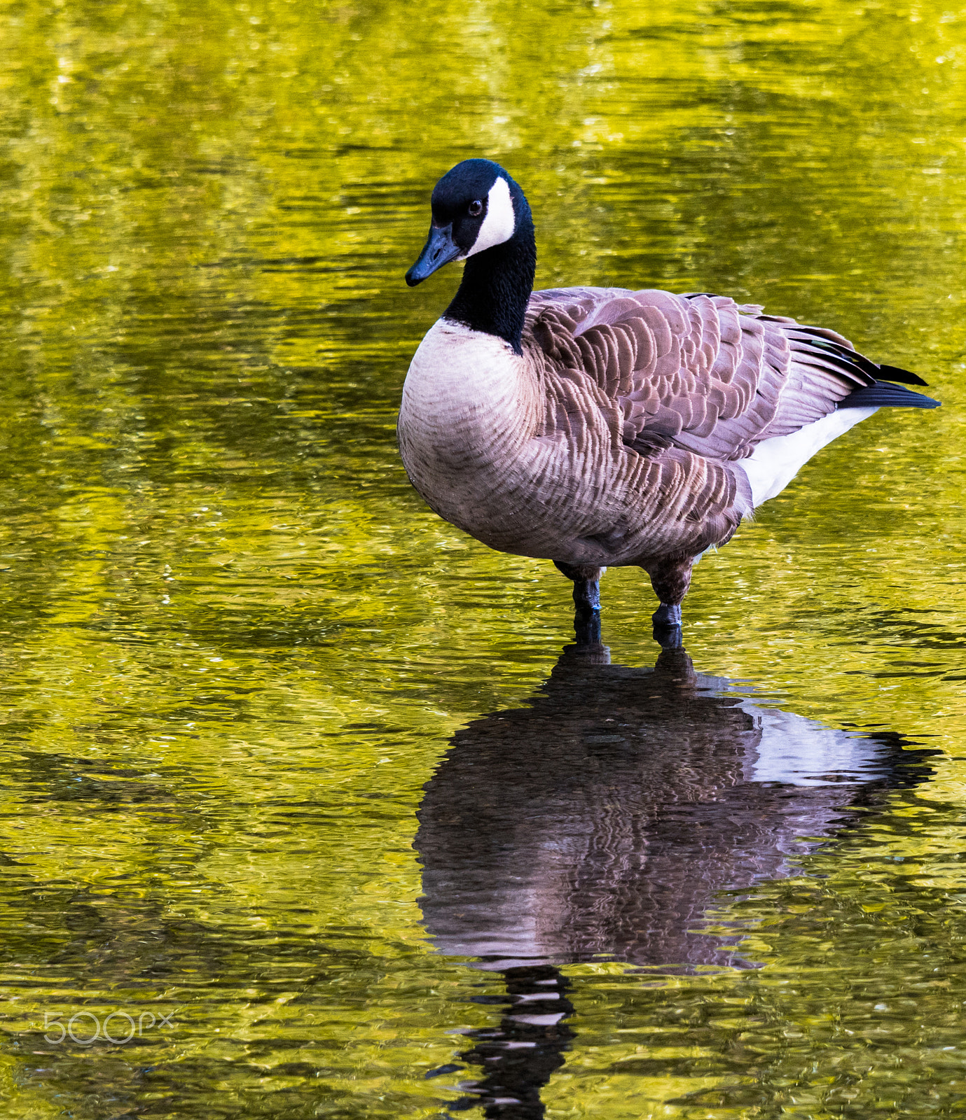Nikon D500 sample photo. Canada goose on green lake photography
