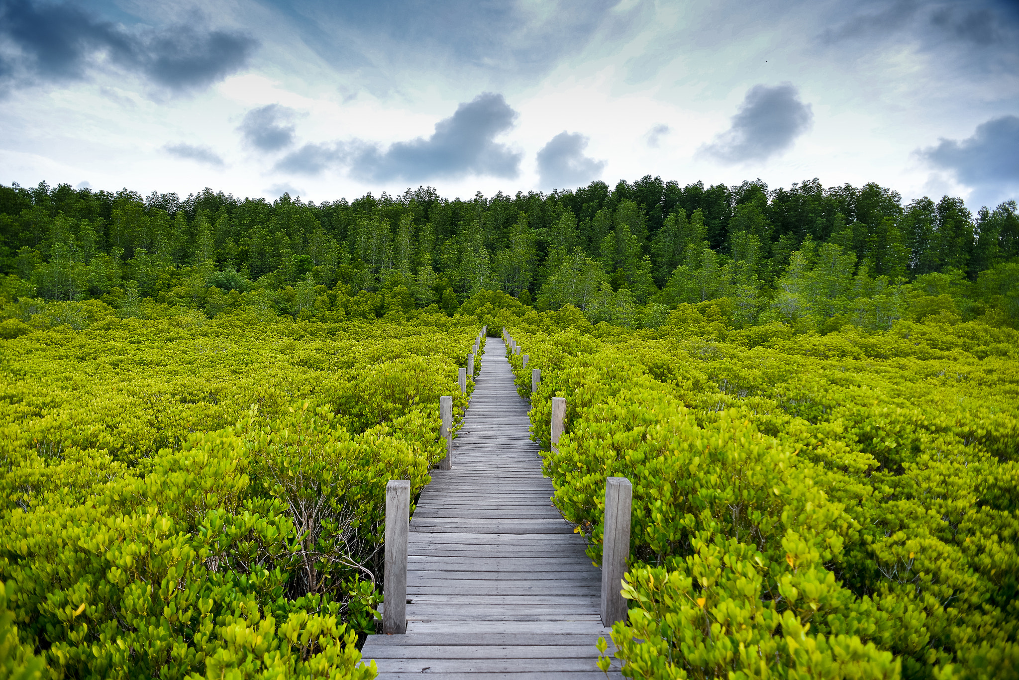 Nikon D600 + Nikon AF Nikkor 20mm F2.8D sample photo. Mangrove field photography