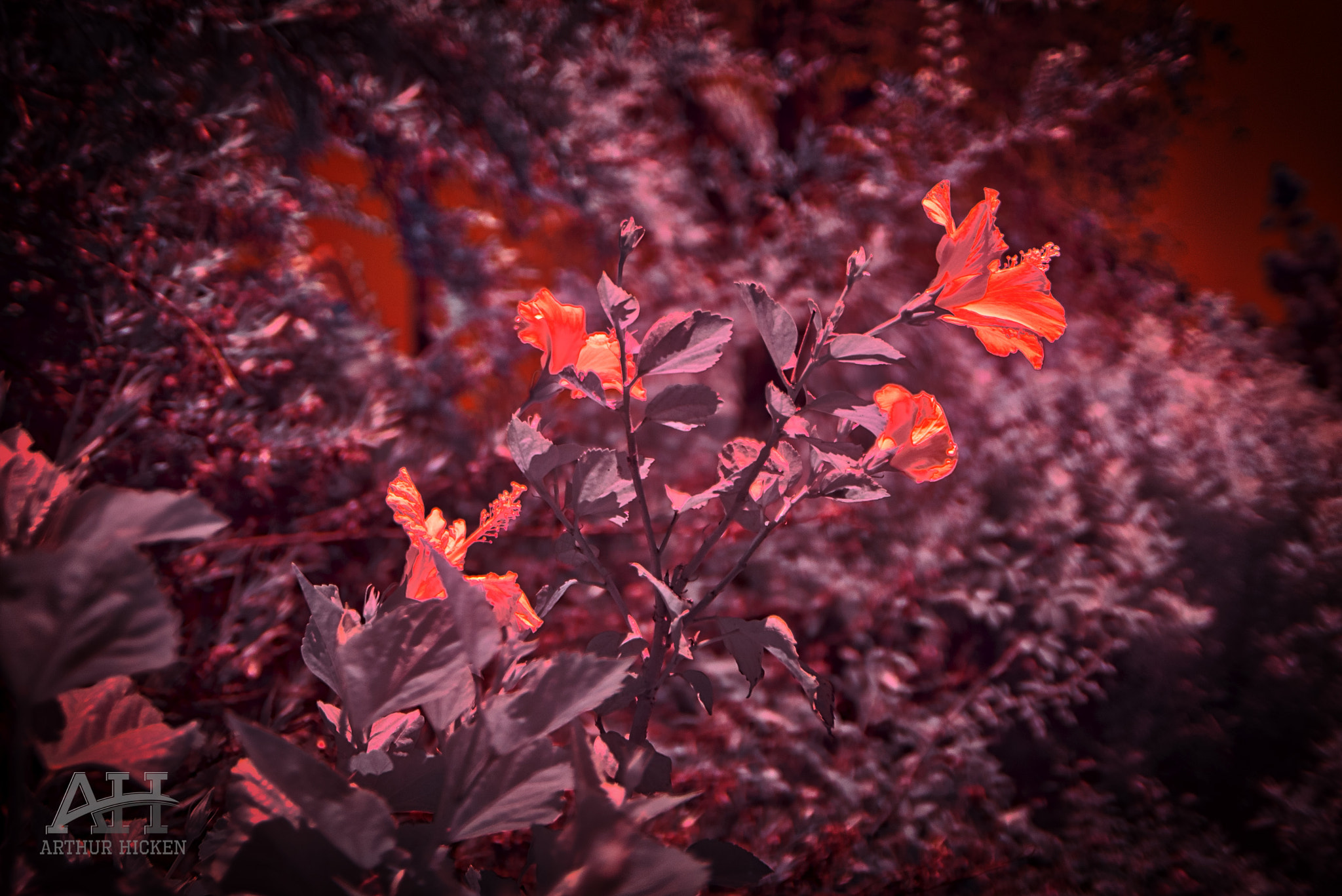 Sigma 24mm F1.8 EX DG Aspherical Macro sample photo. Yellow hibiscus in infrared photography