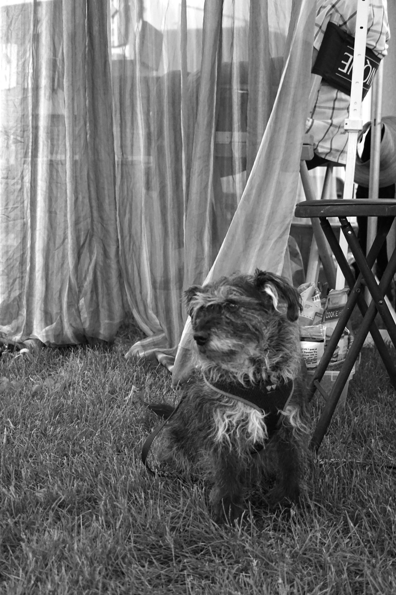 Sony a6000 + Sony E 30mm F3.5 sample photo. Creek fair dog! photography
