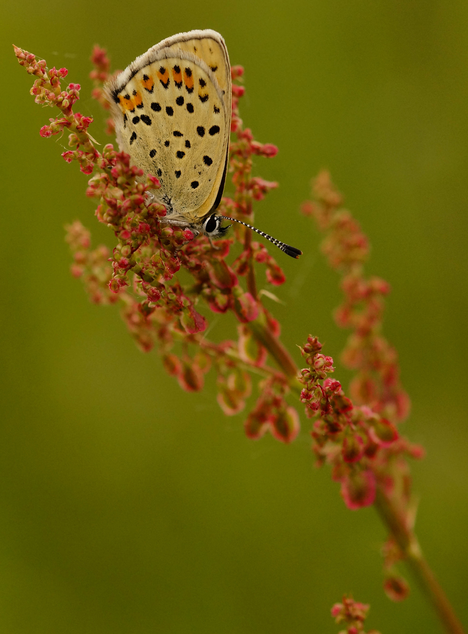 Sony SLT-A57 + 105mm F2.8 sample photo. Dans le rumex photography