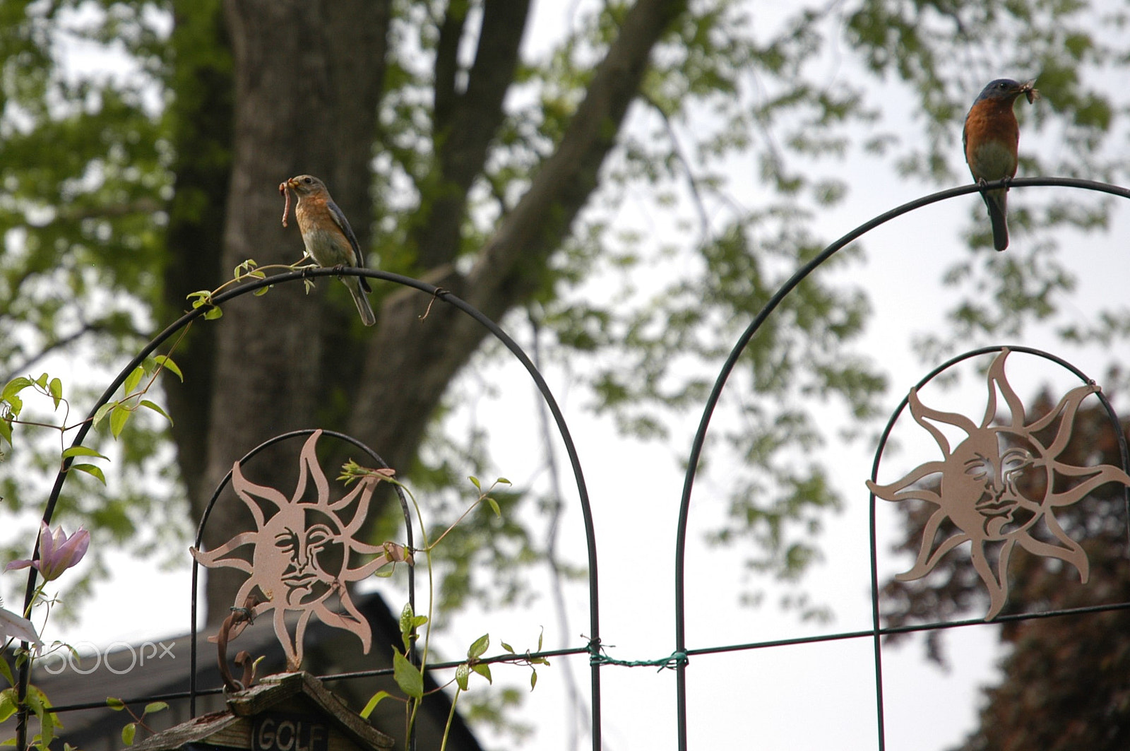 Nikon D100 sample photo. Male and female bluebirds perched with food photography