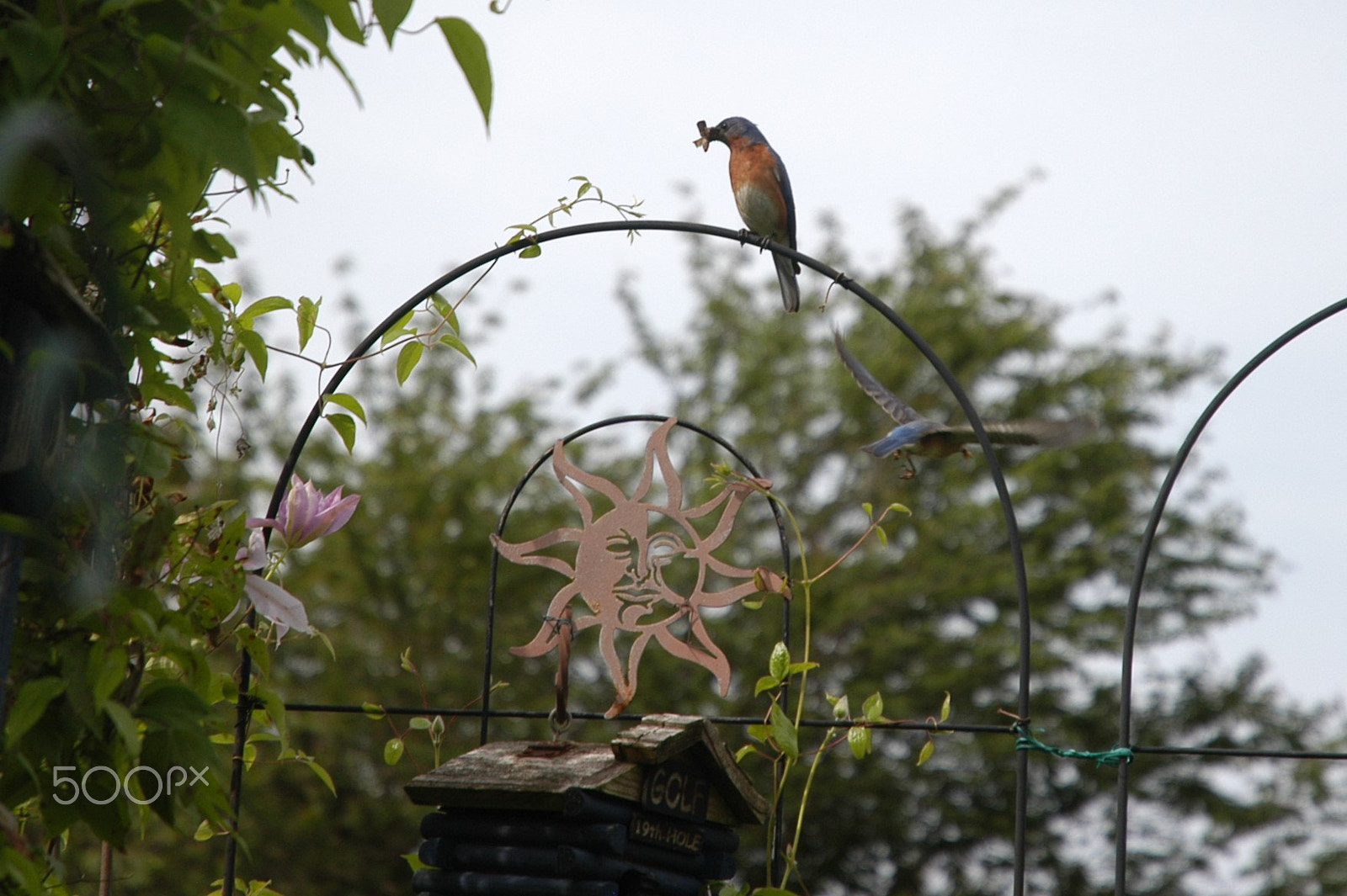 Nikon D100 sample photo. Bluebird feeding rituals photography