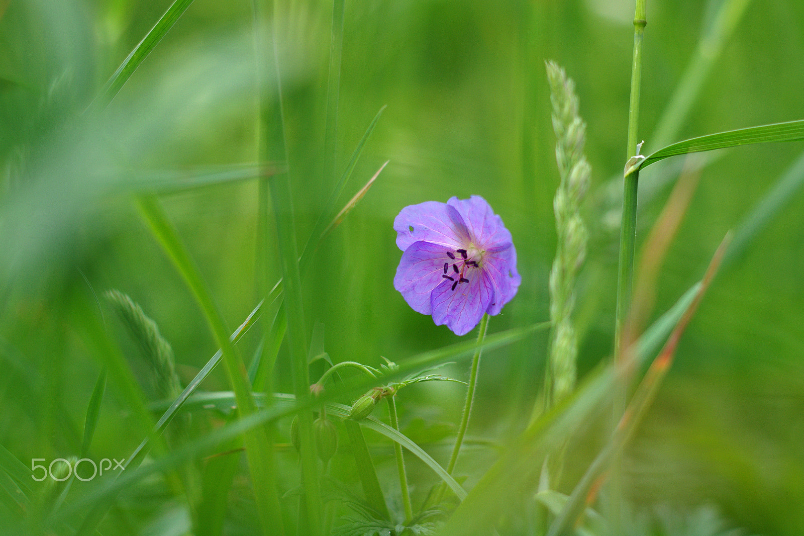 Pentax K-5 II + Pentax smc DA 50mm F1.8 sample photo. Meadow photography