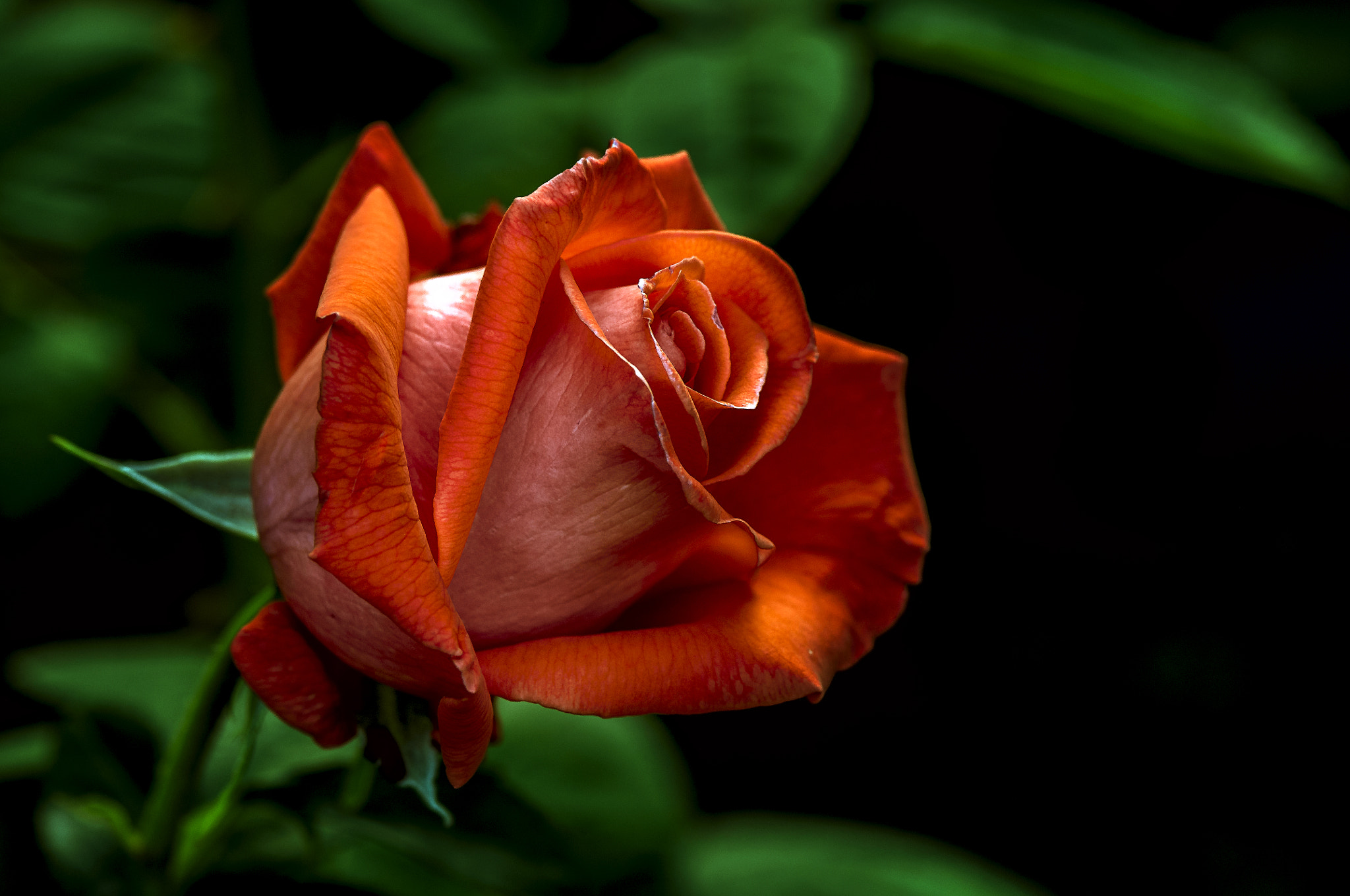 Nikon D300 + AF Micro-Nikkor 105mm f/2.8 sample photo
