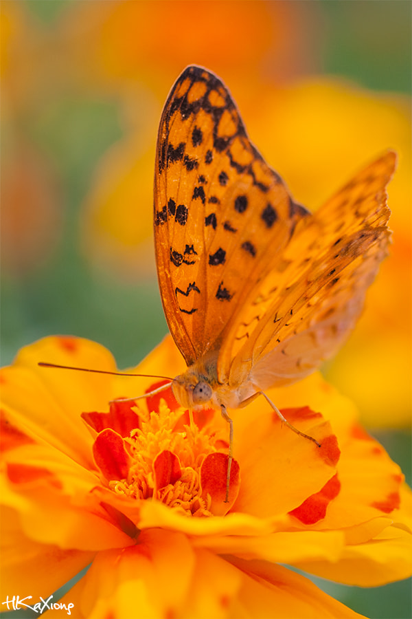 Canon EF-S 60mm F2.8 Macro USM sample photo. Butterfly photography