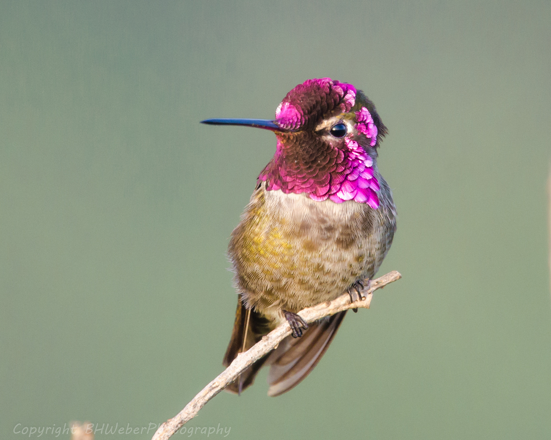 Nikon Nikkor AF-S 300mm F4E PF ED VR sample photo. Anna's hummingbird photography