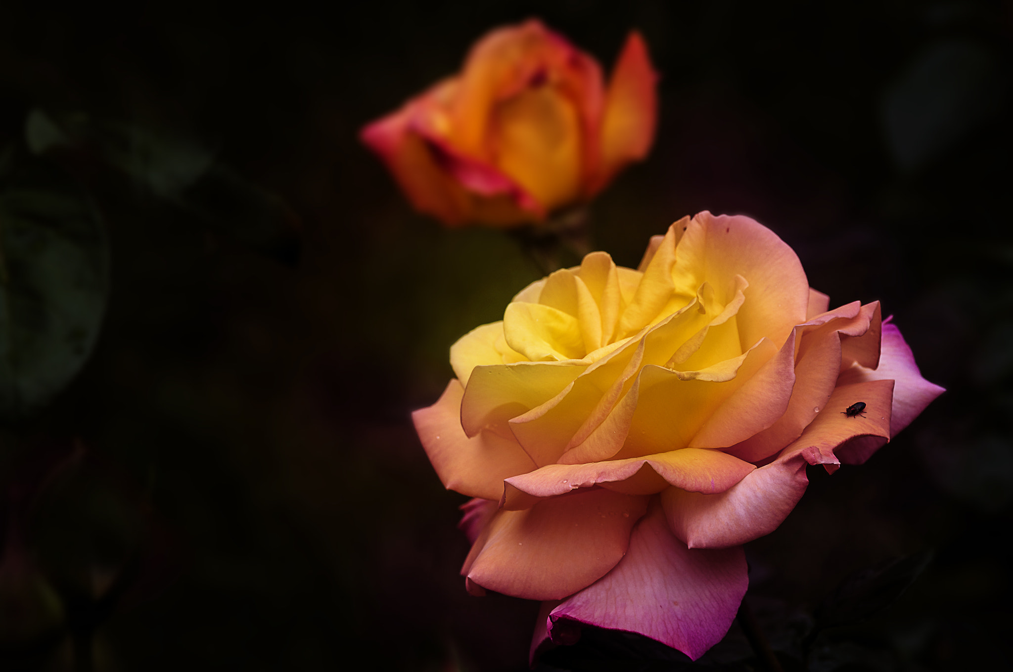 AF Micro-Nikkor 105mm f/2.8 sample photo. Розы photography