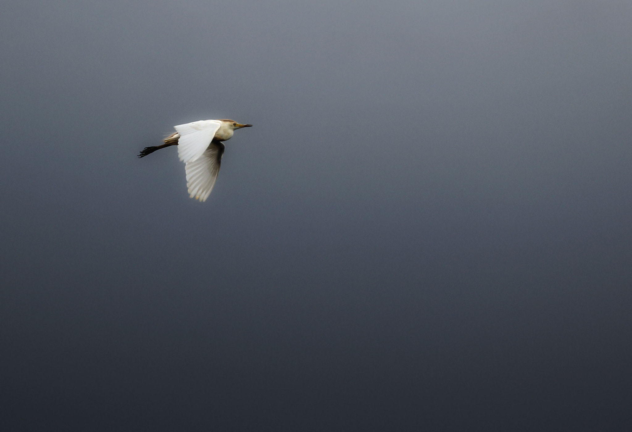 Canon EF 70-300mm F4-5.6L IS USM sample photo. Going home at dusk photography