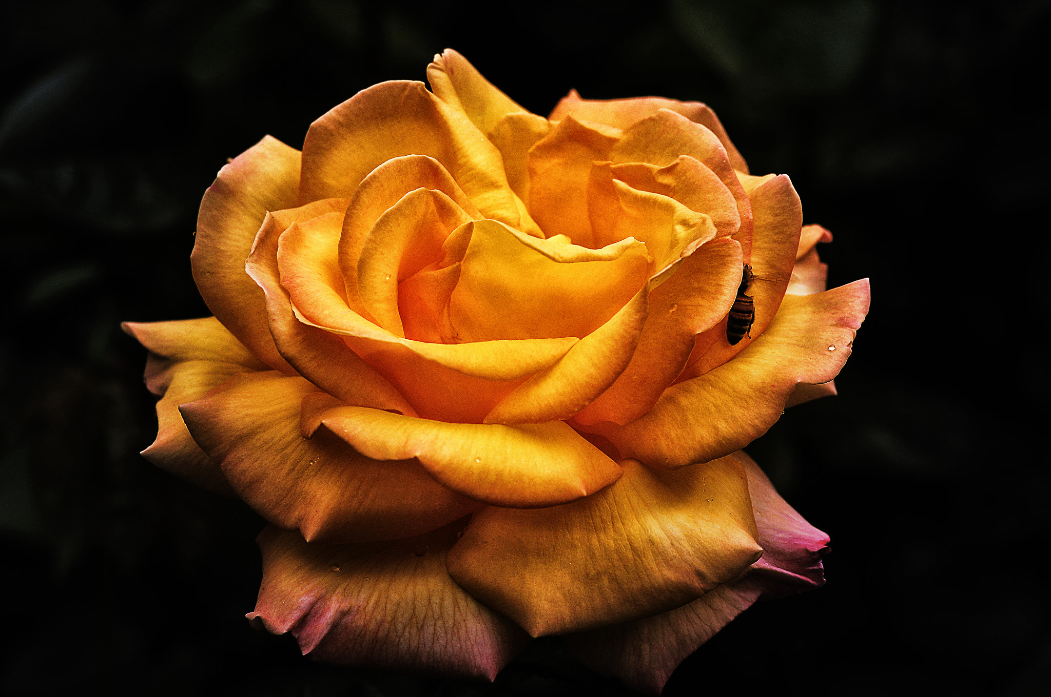AF Micro-Nikkor 105mm f/2.8 sample photo. Роза photography
