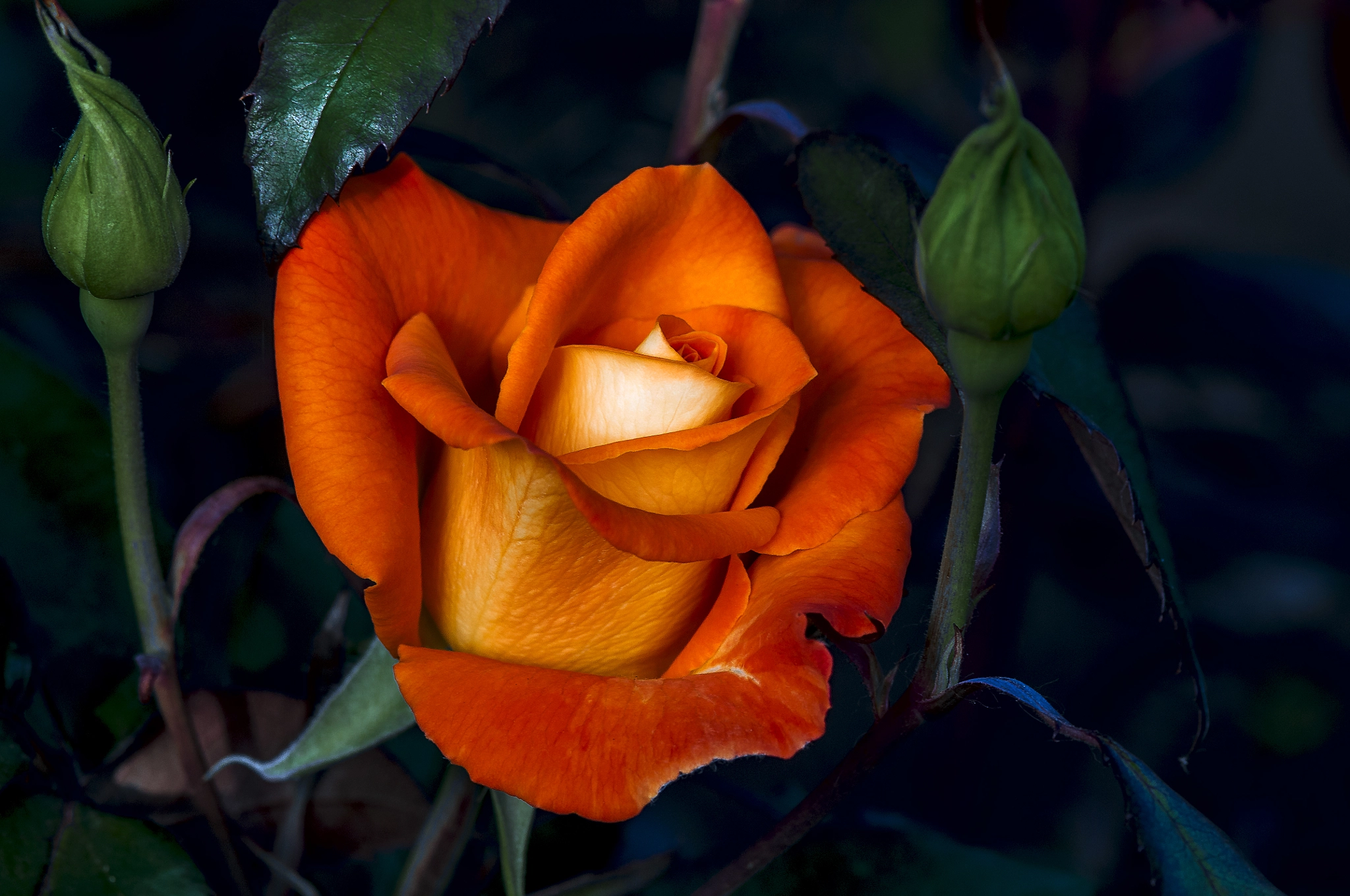 Nikon D300 + AF Micro-Nikkor 105mm f/2.8 sample photo. Королева и её свита photography