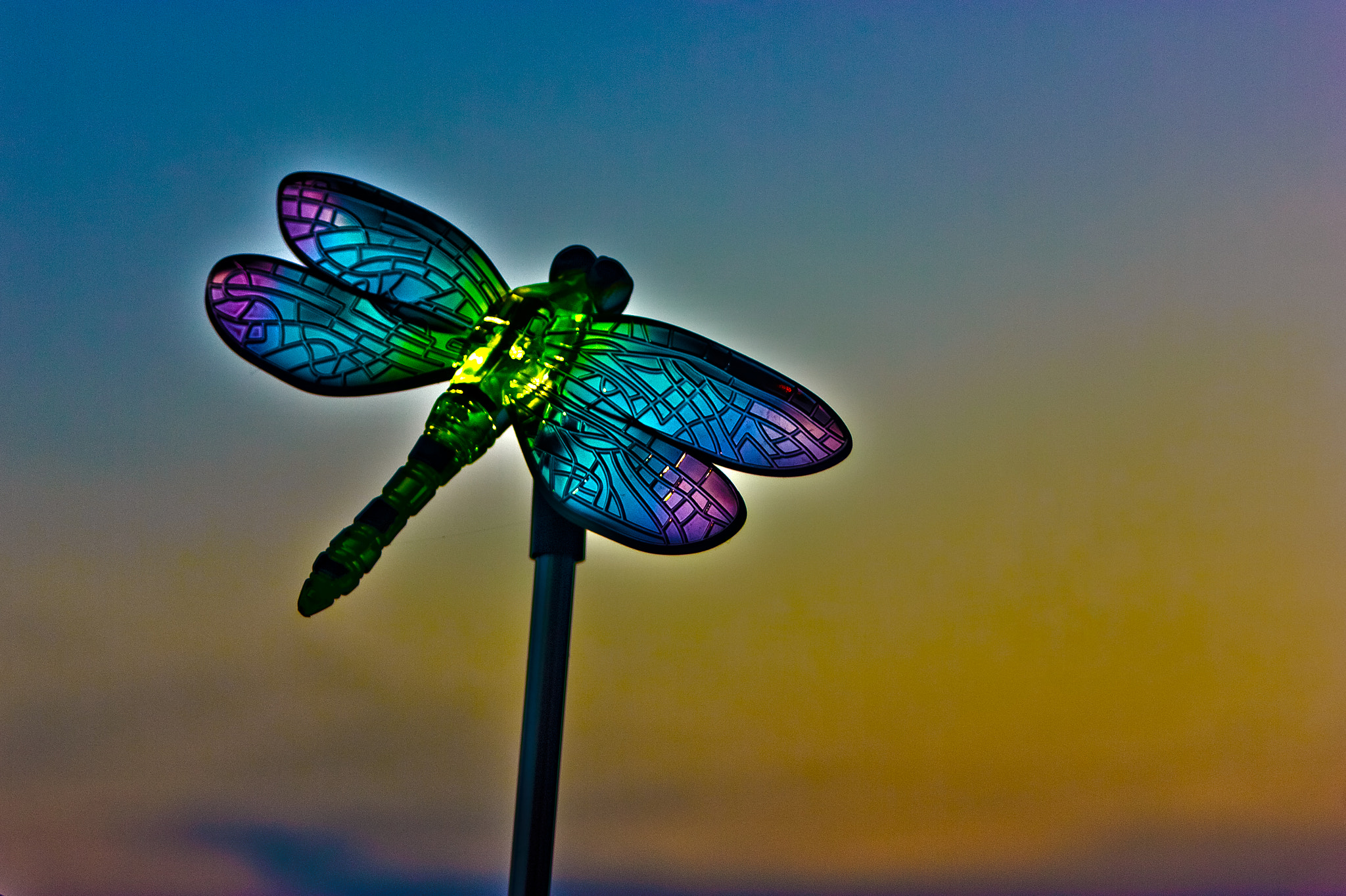 Canon EF 35-80mm f/4-5.6 sample photo. Dragonfly light photography