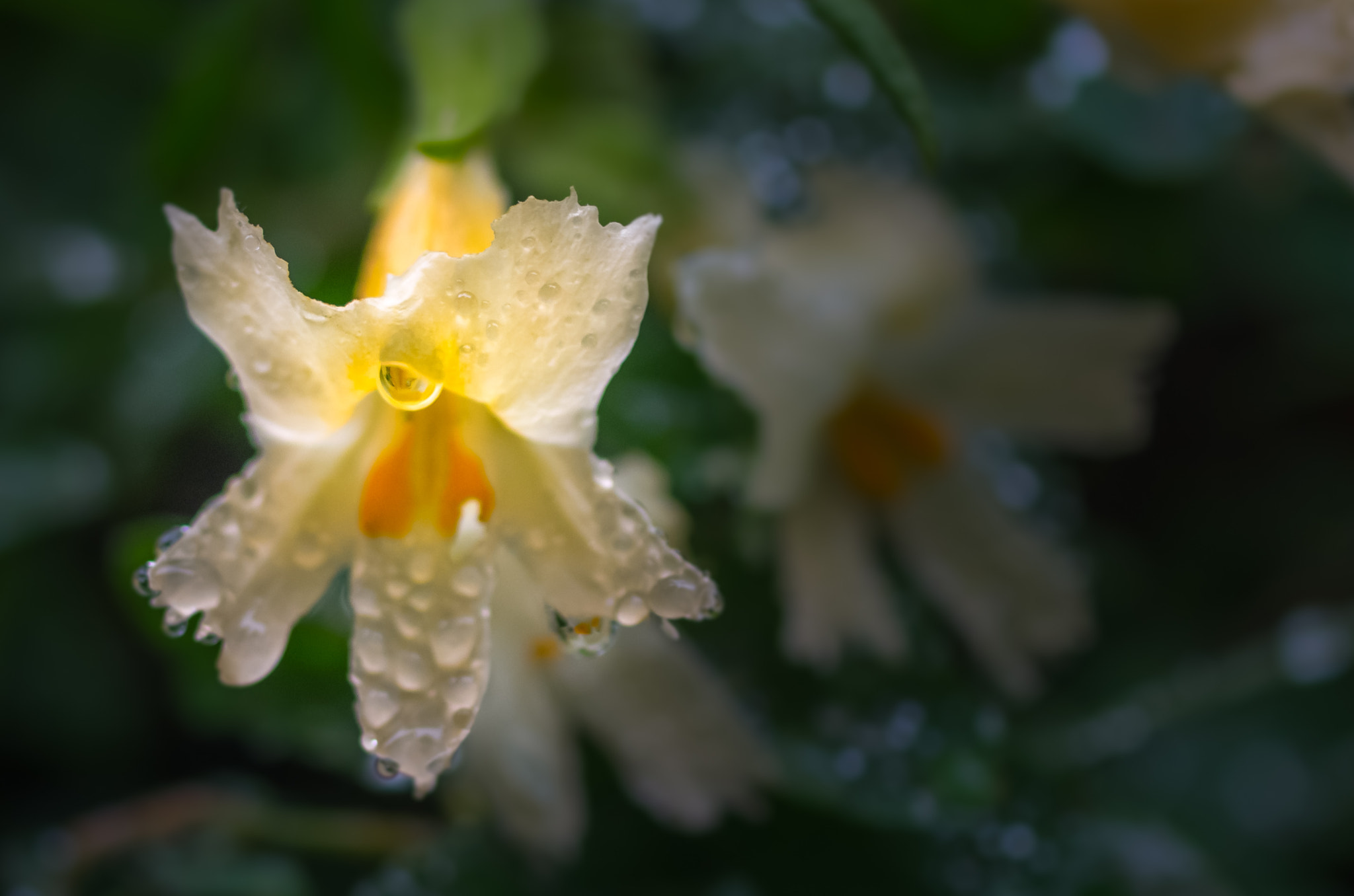 Pentax smc DA 35mm F2.8 Macro Limited sample photo. Orb photography