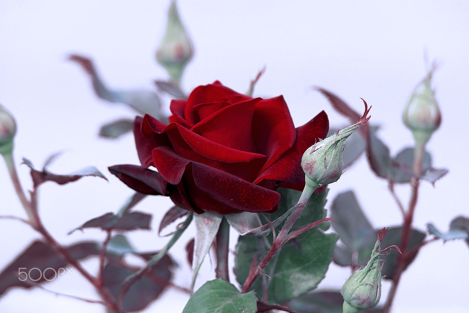 Samsung NX200 sample photo. Cold, black rose photography