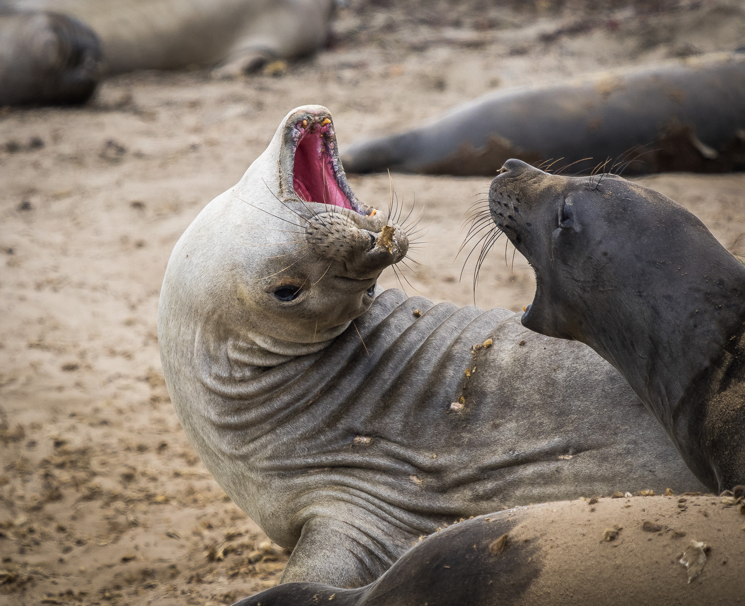 Olympus OM-D E-M1 + LEICA DG 100-400/F4.0-6.3 sample photo. Elephant seals photography