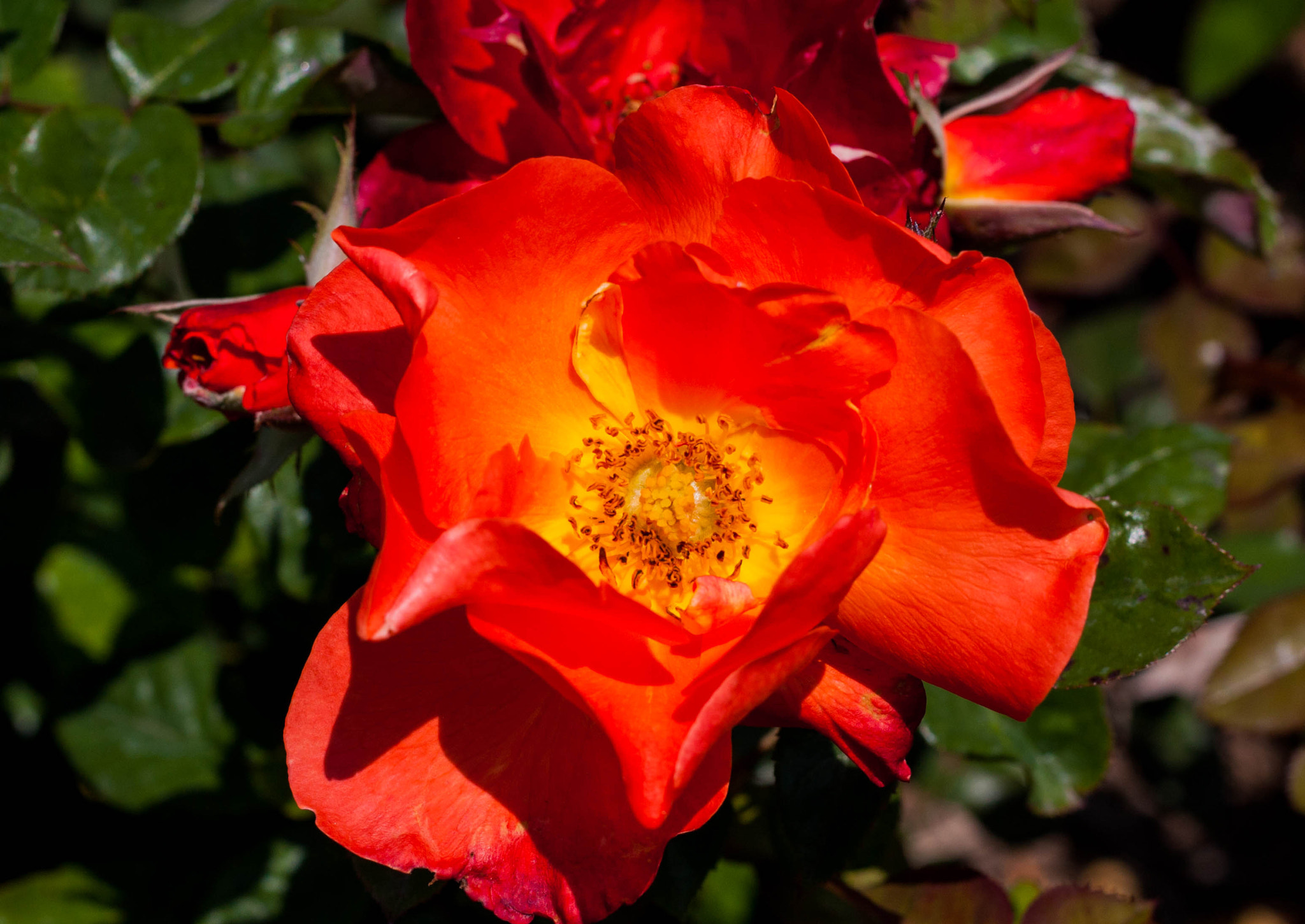 Canon EOS 450D (EOS Rebel XSi / EOS Kiss X2) sample photo. Roses in bloom photography
