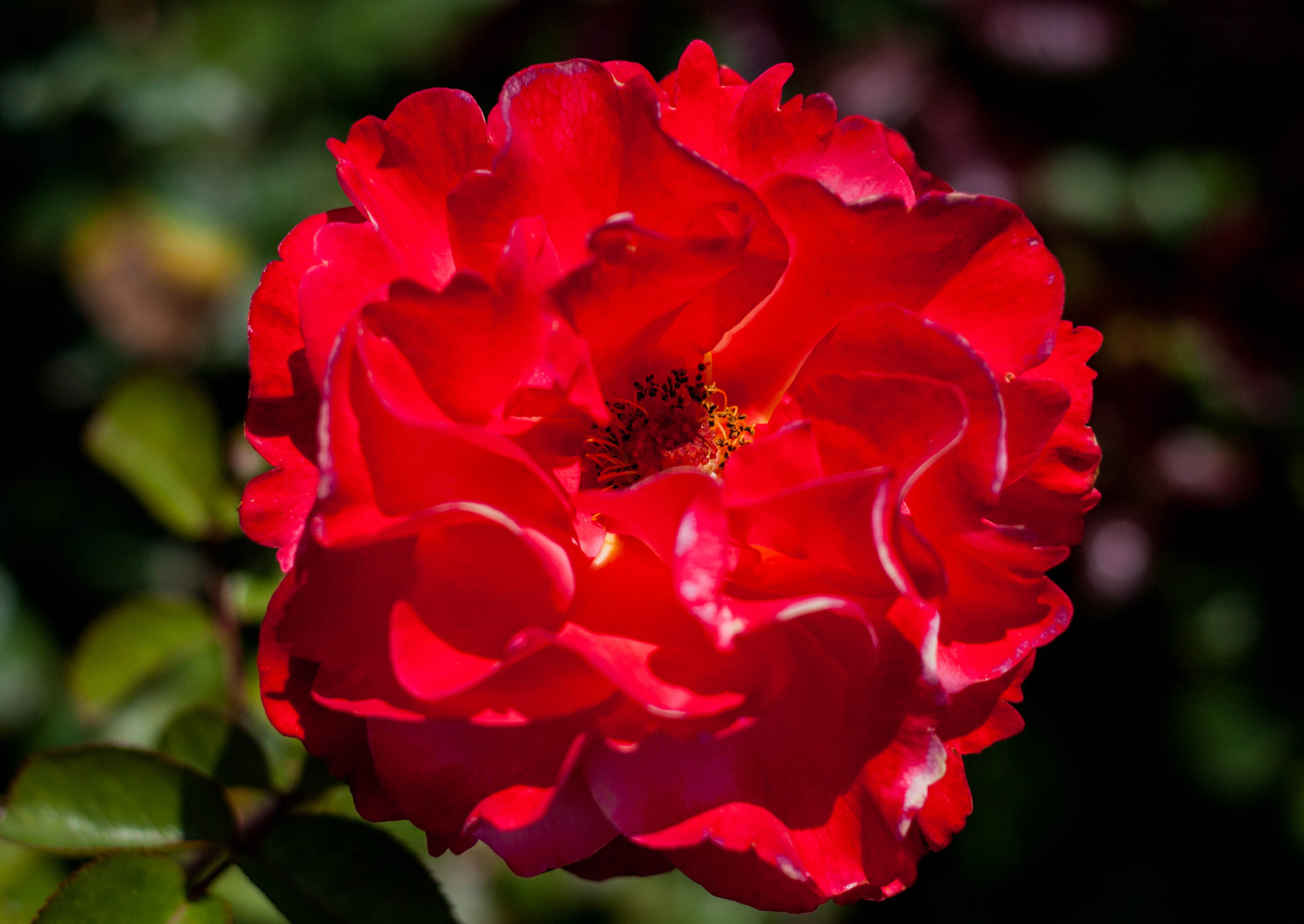 Canon EOS 450D (EOS Rebel XSi / EOS Kiss X2) sample photo. Roses in bloom photography