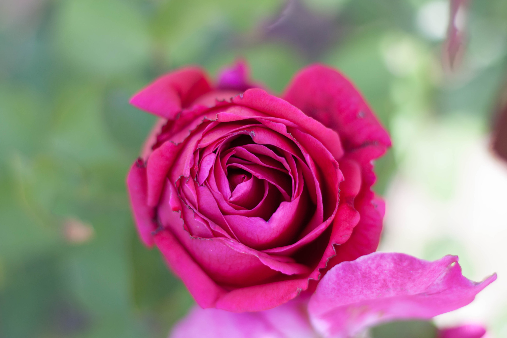Canon EOS 450D (EOS Rebel XSi / EOS Kiss X2) sample photo. Roses in bloom photography