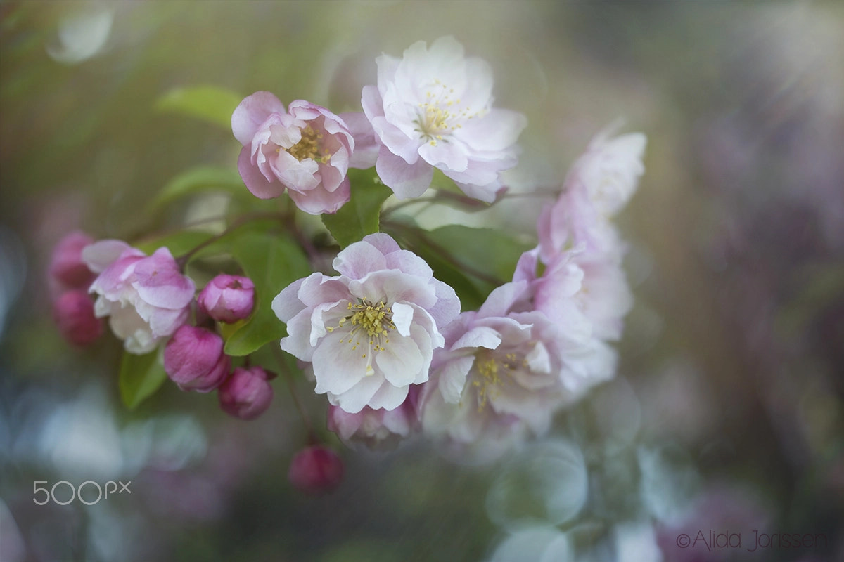 Sigma 150mm f/2.8 EX DG OS HSM APO Macro sample photo. Nature's jewels photography