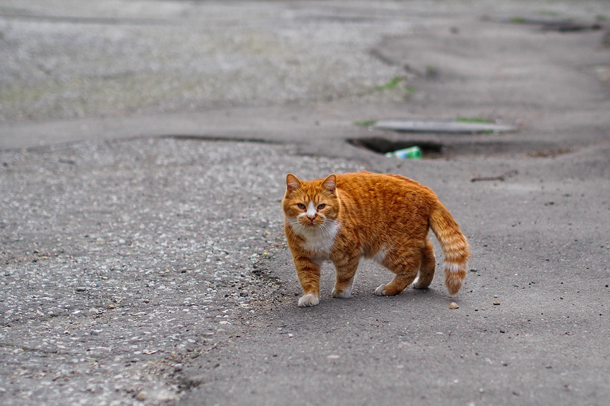 Olympus PEN E-PM2 sample photo. The cat is red photography