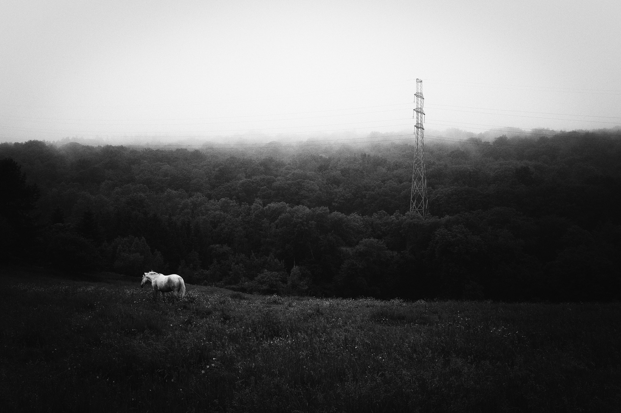 Leica Summilux-M 35mm F1.4 ASPH sample photo. Horsepower photography