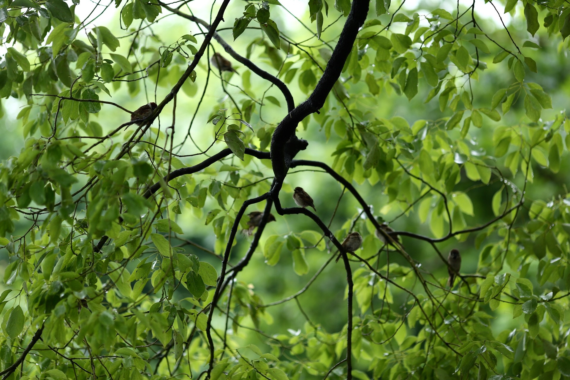 Canon EF 135mm F2L USM sample photo