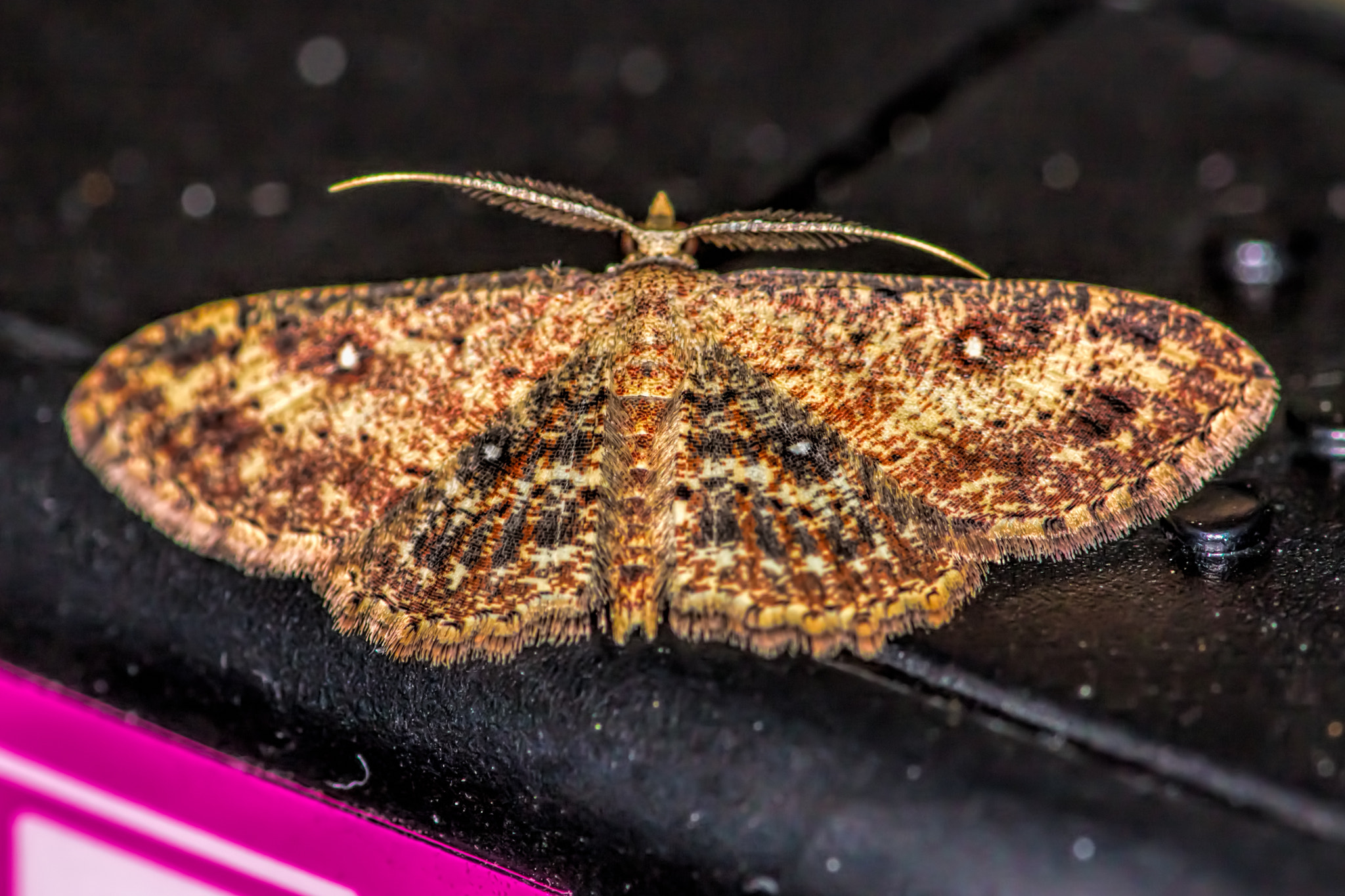 Canon EF 180mm F3.5L Macro USM sample photo. Edit photography