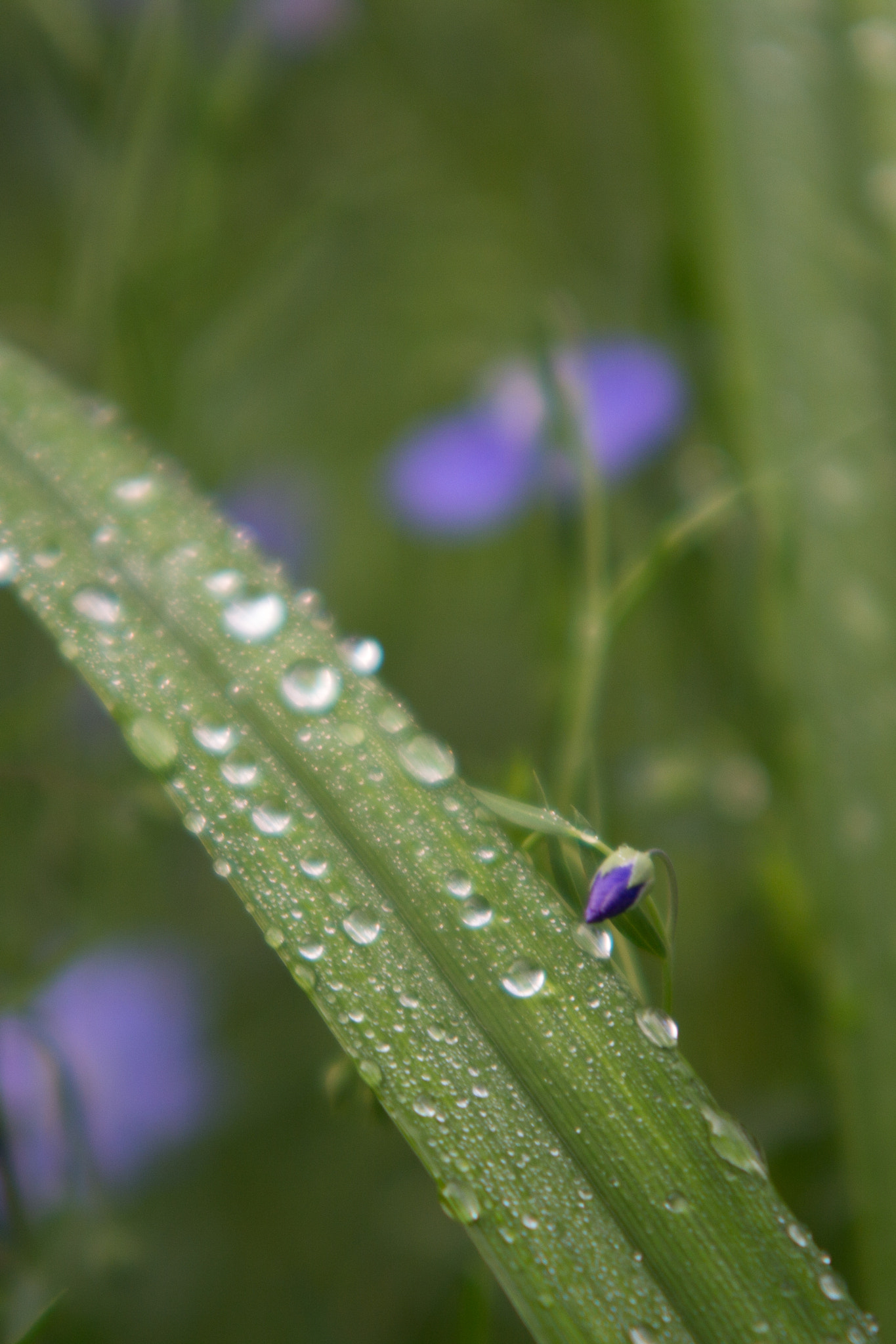 Sigma APO 50-150mm f/2.8 [II] EX DC HSM sample photo. After rain photography