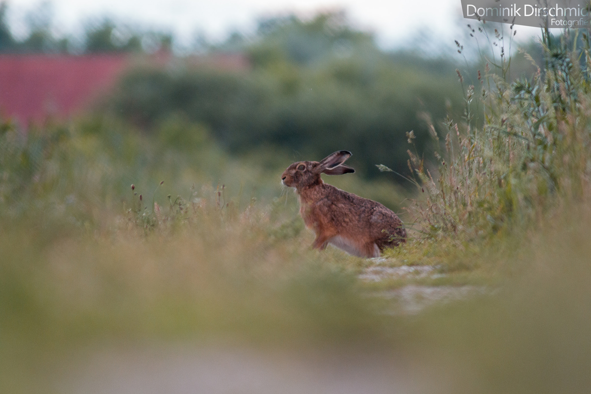 Canon EOS 70D + Canon EF 300mm F4L IS USM sample photo. Hare photography