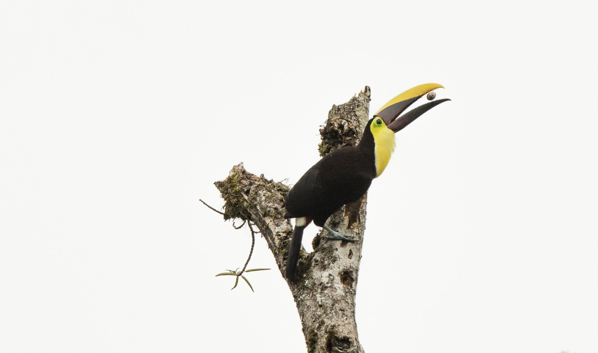 Canon EOS 5DS R + Canon EF 70-200mm F2.8L IS II USM sample photo. Black-mandibled toucan photography