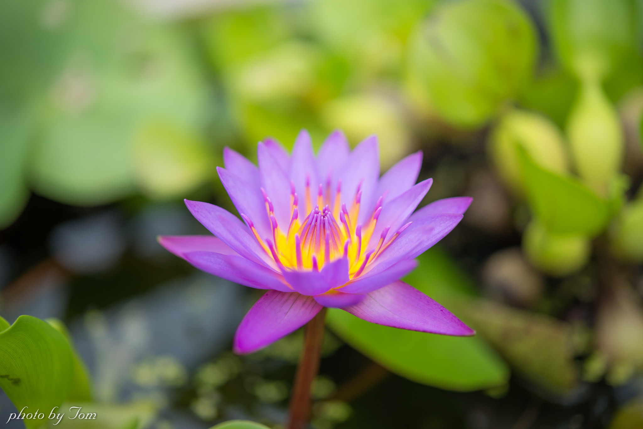 Nikon AF-S Micro-Nikkor 60mm F2.8G ED sample photo. Purple lotus photography