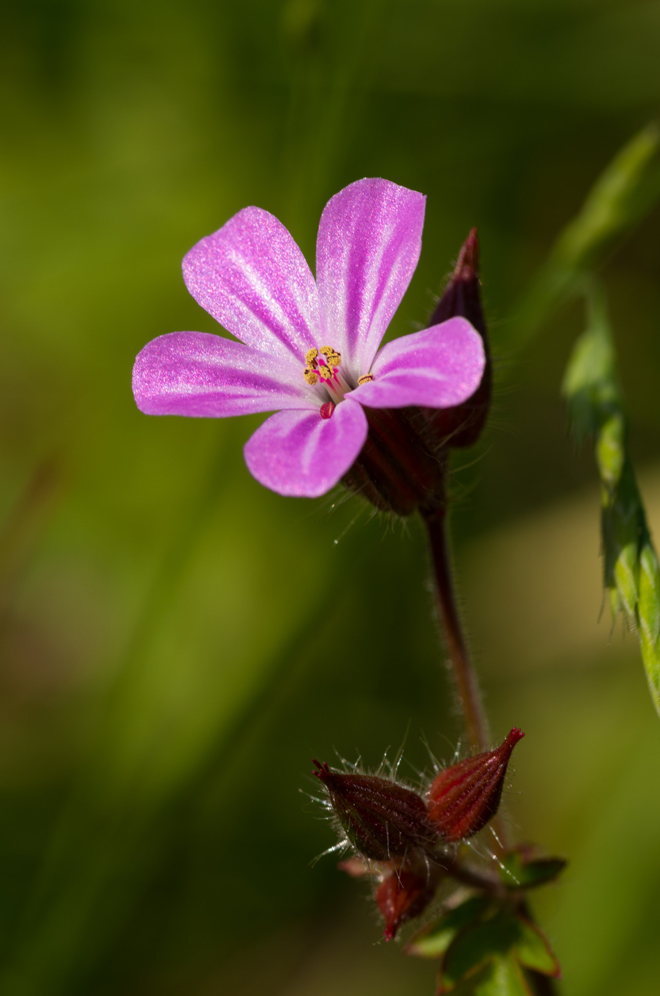 Pentax smc D-FA 100mm F2.8 Macro WR sample photo. Flower photography