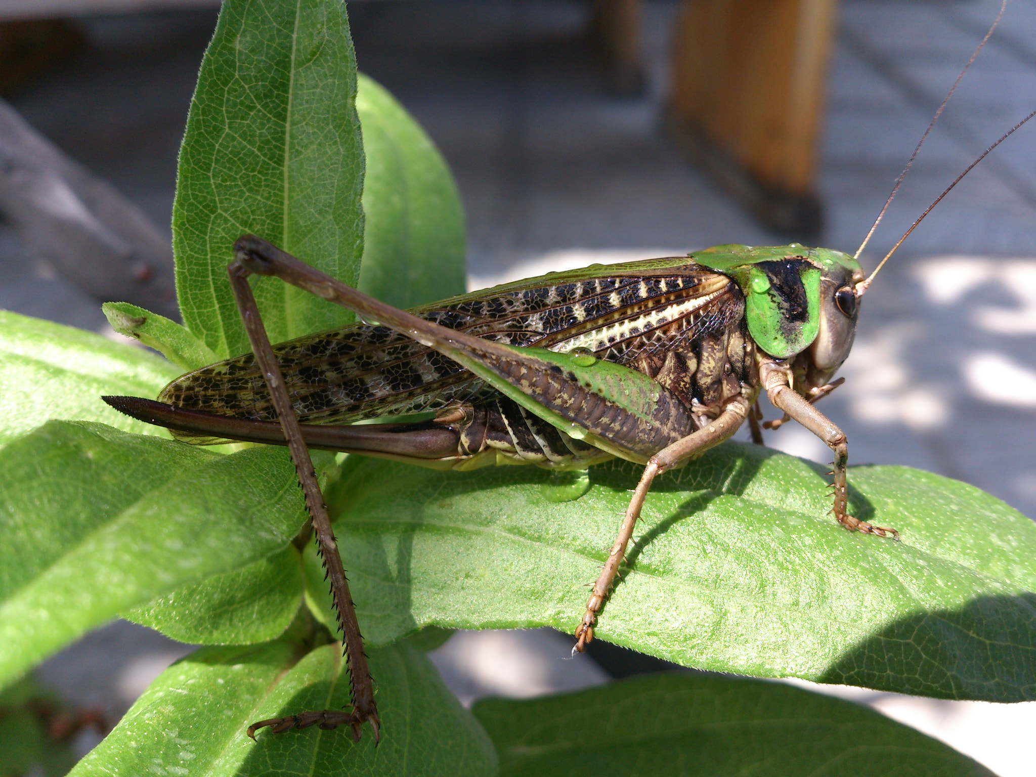 Sony Xperia V sample photo. Dsc_0018.jpg photography