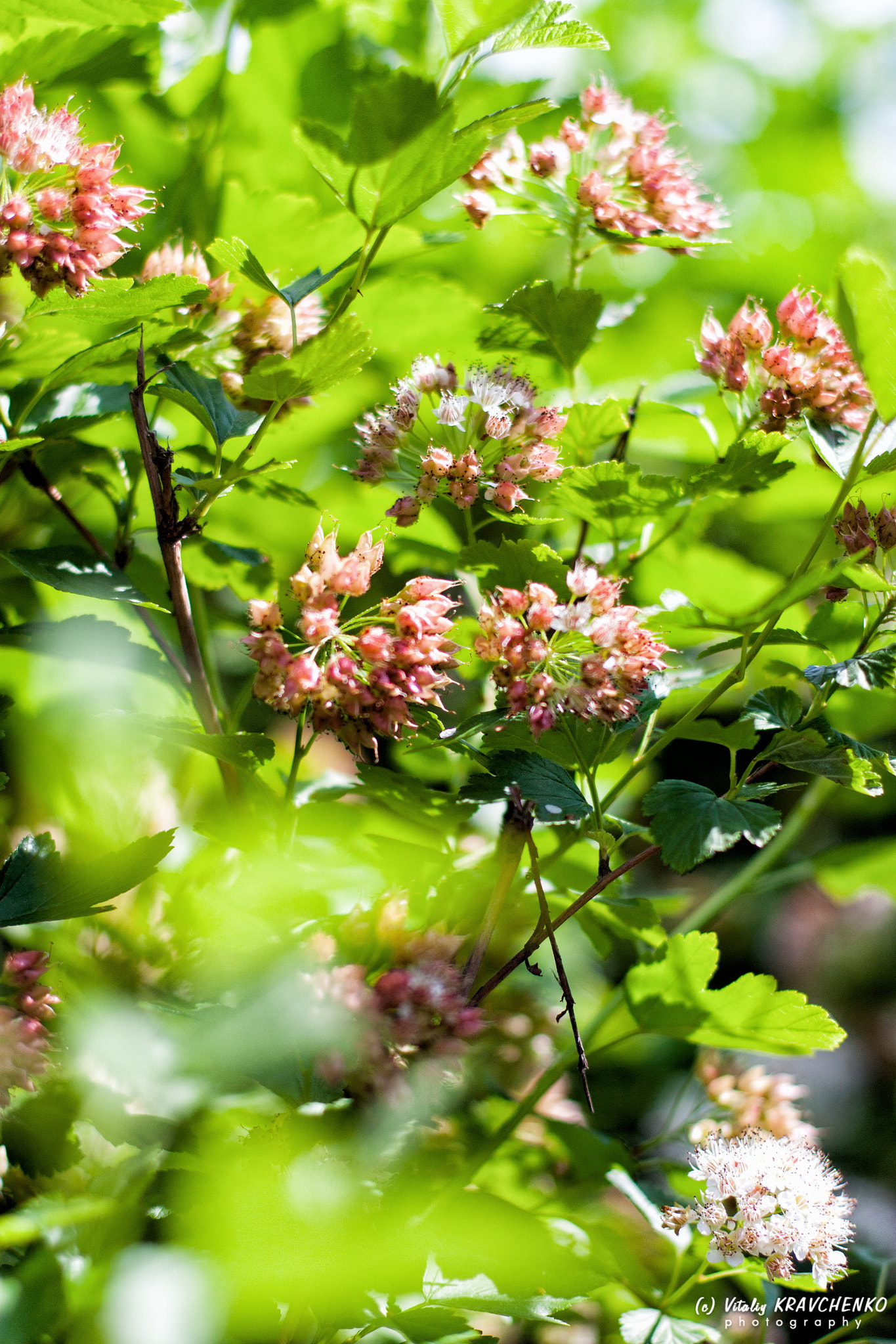 Canon EOS 450D (EOS Rebel XSi / EOS Kiss X2) + Canon EF 50mm F1.4 USM sample photo. Last days of spring.. photography