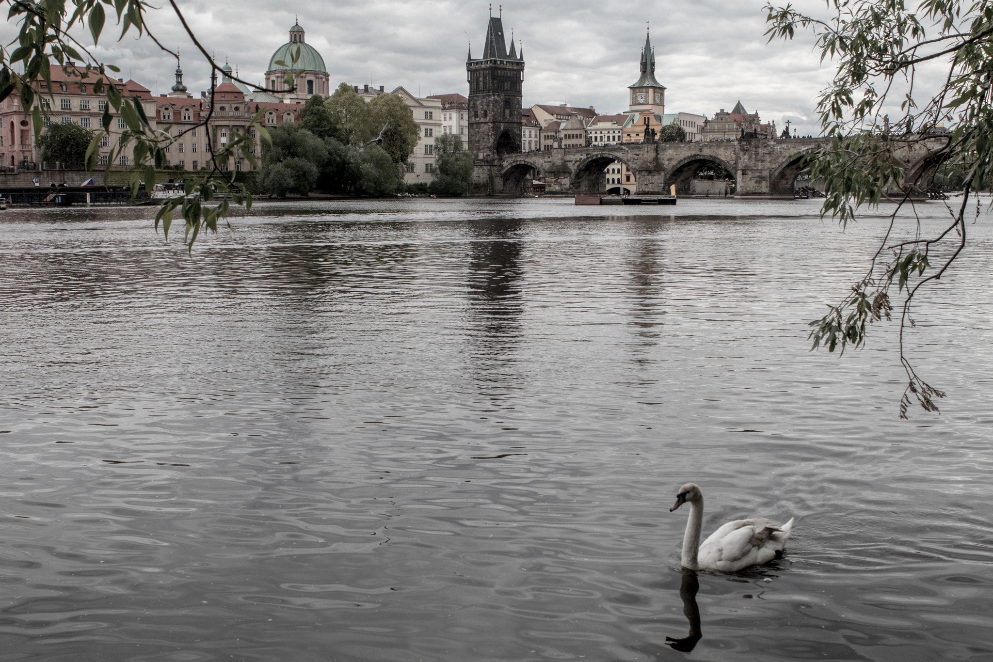 Canon EOS 80D + Canon EF 24-70mm F2.8L USM sample photo. Lonely swan in prague photography