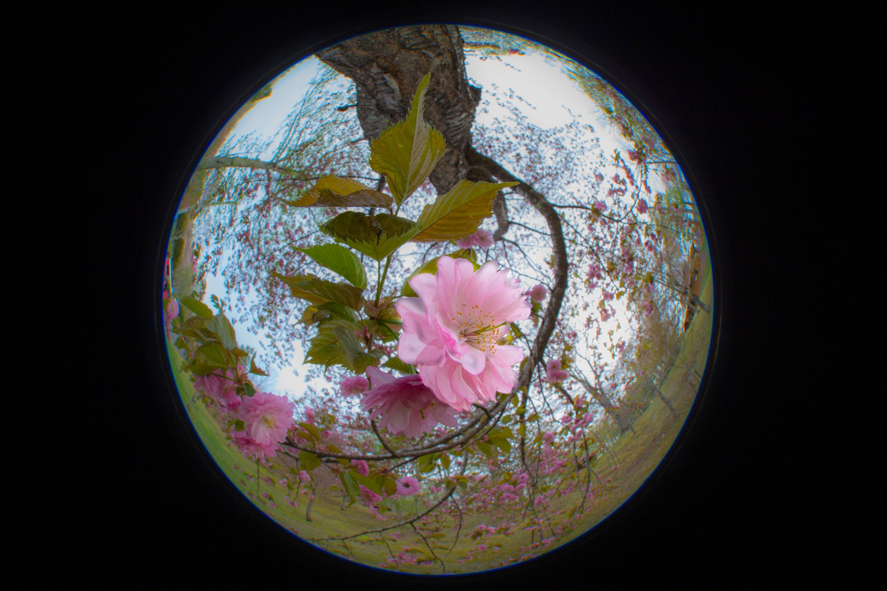 Canon EF 8-15mm F4L Fisheye USM sample photo