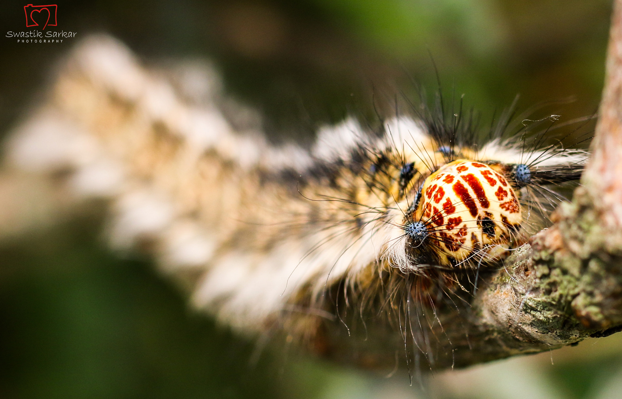 Canon EOS 70D + Tamron SP 45mm F1.8 Di VC USD sample photo. Caterpillar ! photography