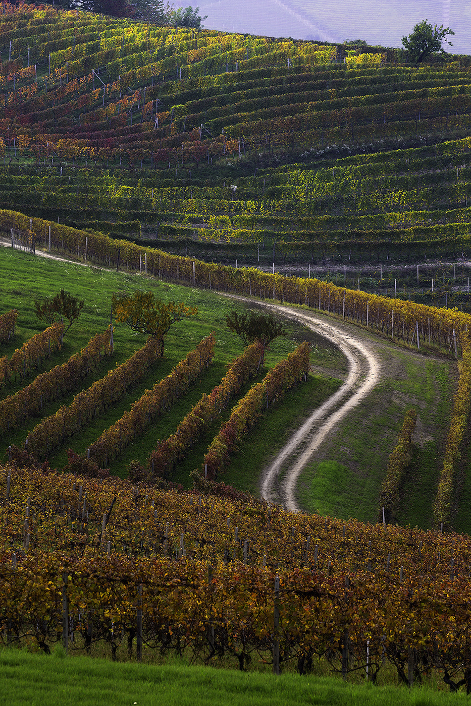 Canon EF 70-300mm F4-5.6L IS USM sample photo. Langhe photography