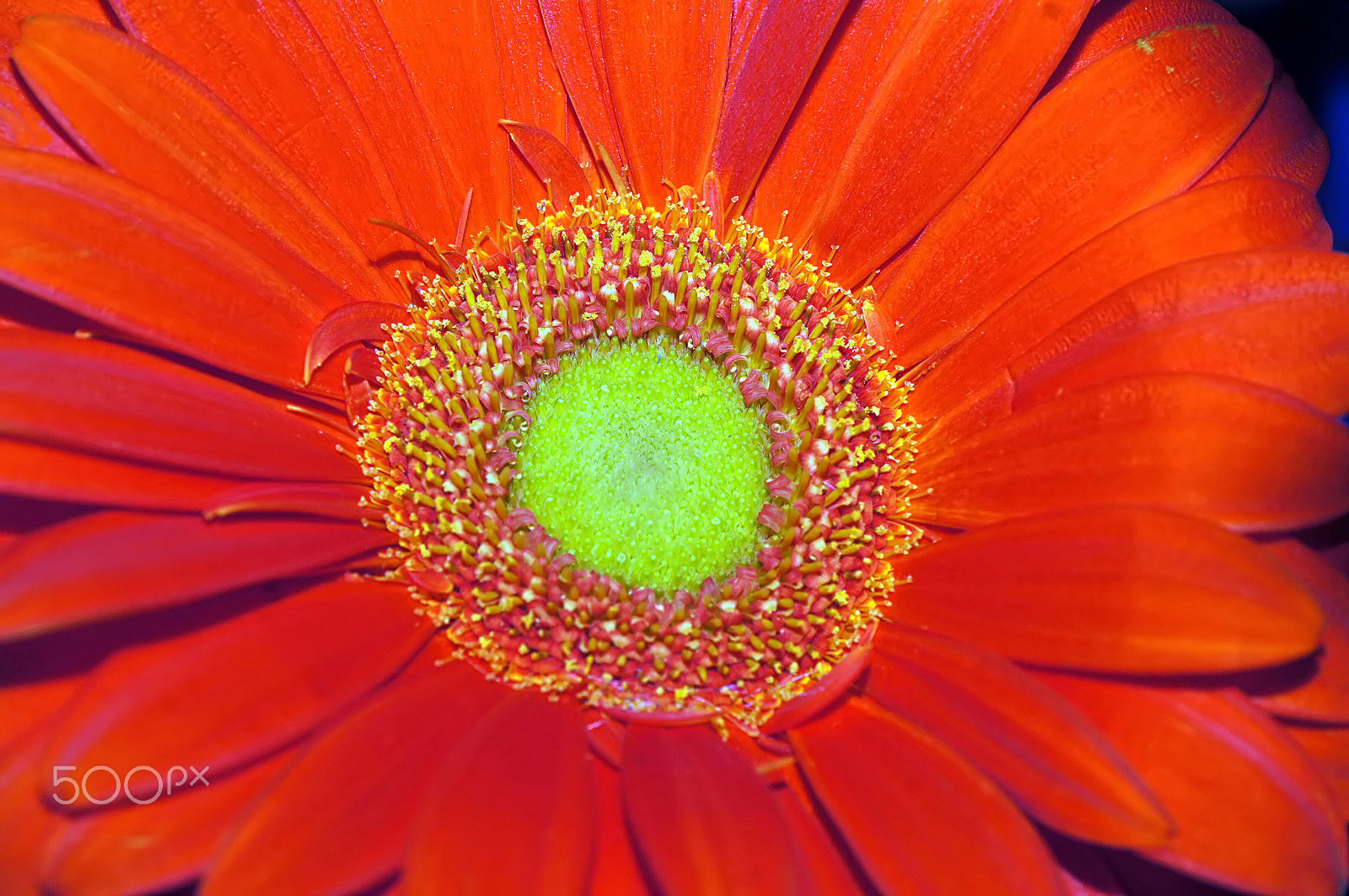 Minolta AF 50mm F3.5 Macro sample photo. Cratère vert photography