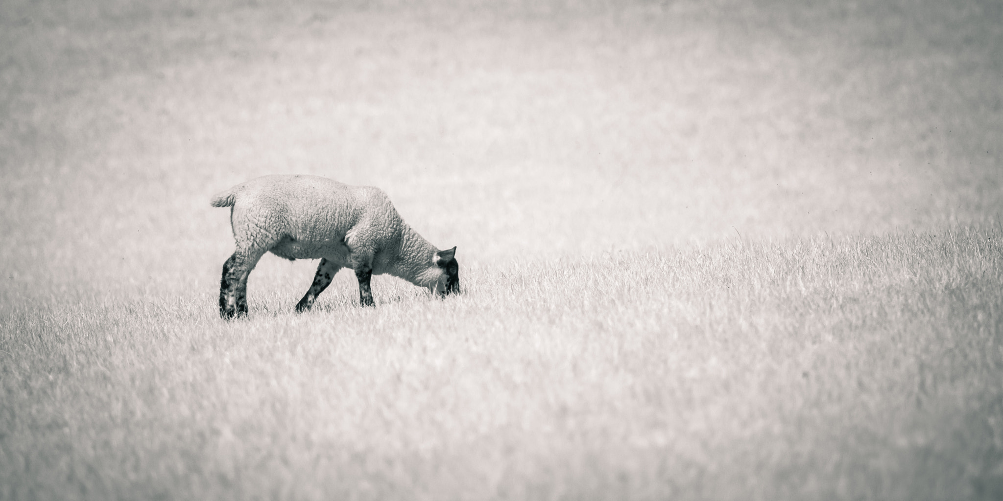 Nikon AF-S Nikkor 70-200mm F2.8G ED VR II sample photo. Lamb ir photography