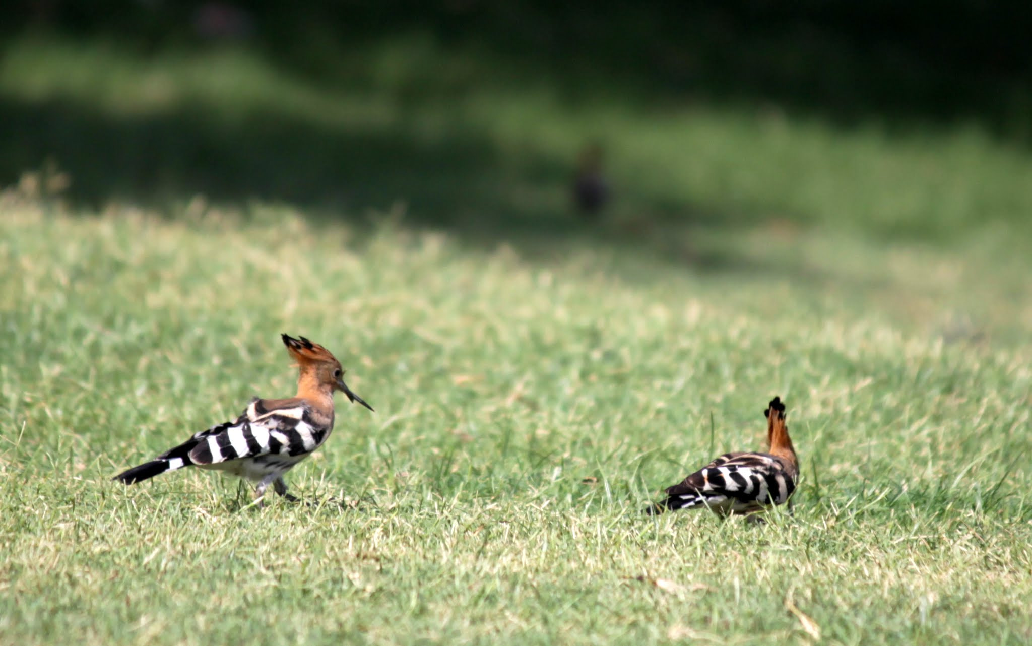 Canon EF-S 55-250mm F4-5.6 IS II sample photo. Follow me photography