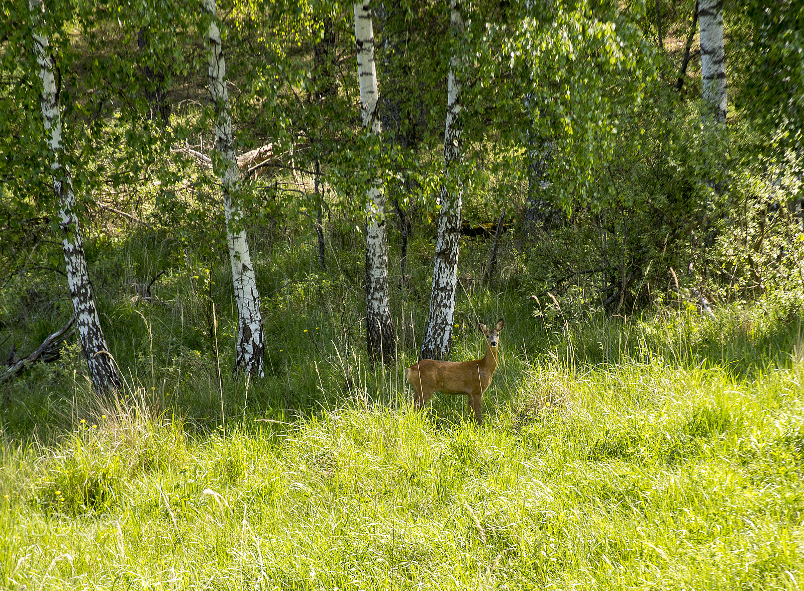 Sony SLT-A99V sample photo. Nature photography