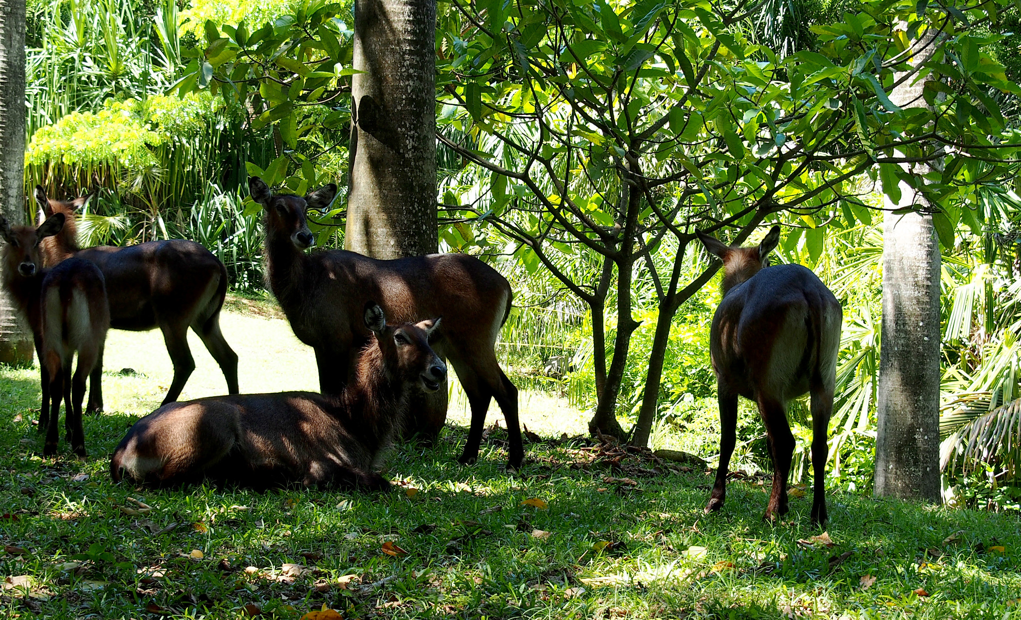 OLYMPUS M.14-150mm F4.0-5.6 II sample photo. Antelopes in wildlife photography