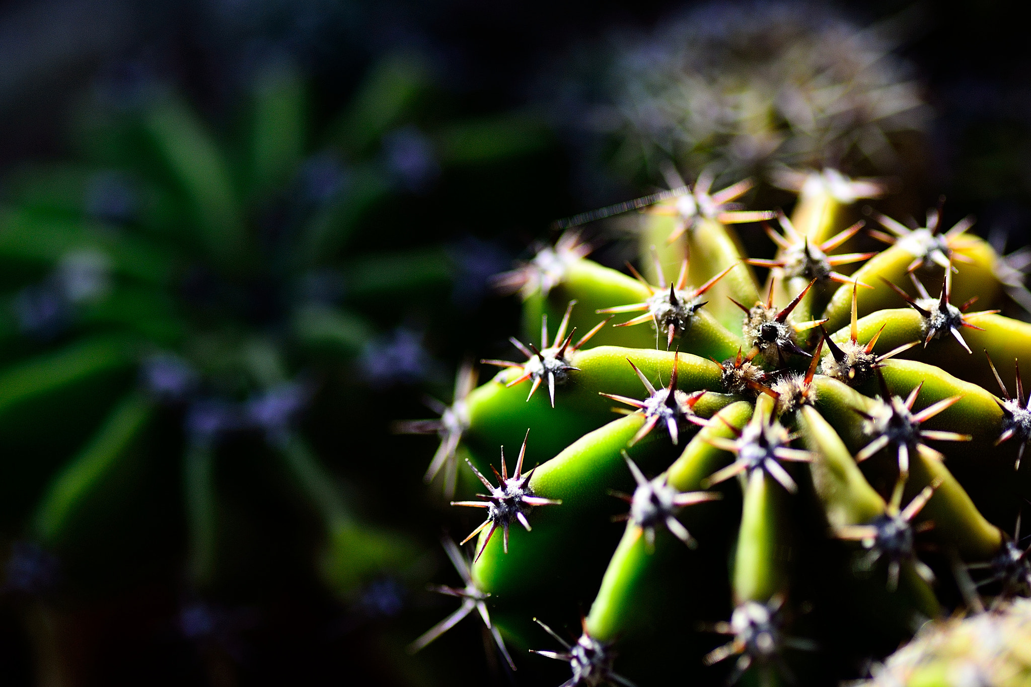Nikon D3100 sample photo. サボテン photography