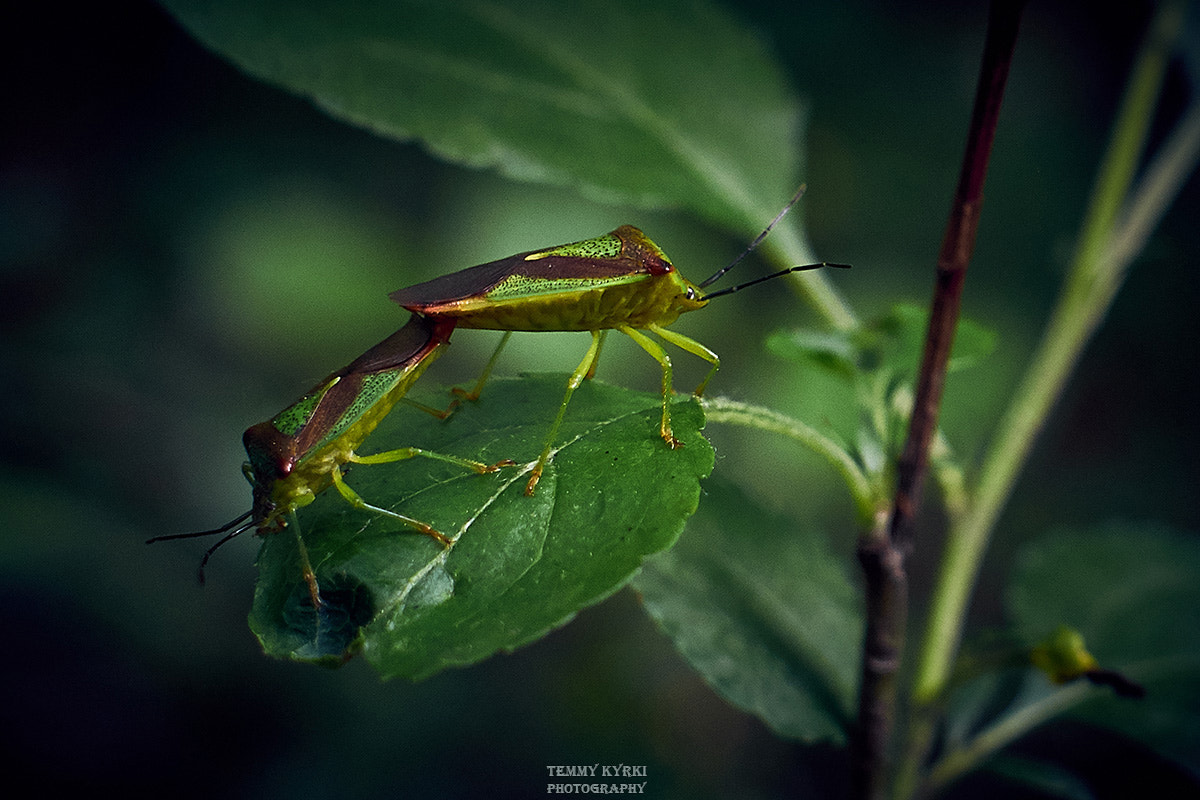 Olympus PEN E-PL5 + Sigma 30mm F2.8 DN Art sample photo. Untitled photography